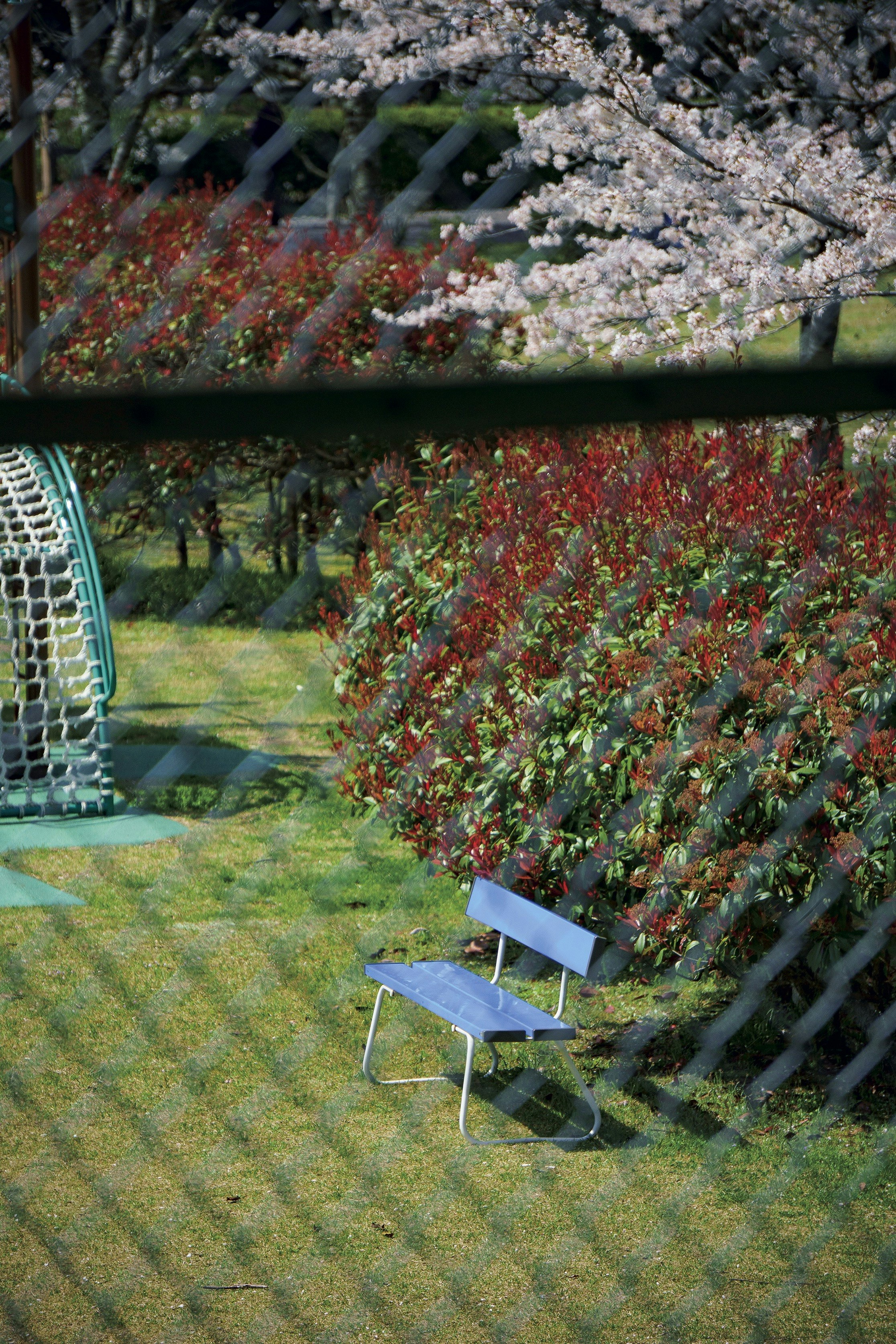 花の生け垣と芝生の庭に置かれた青いベンチのある風景