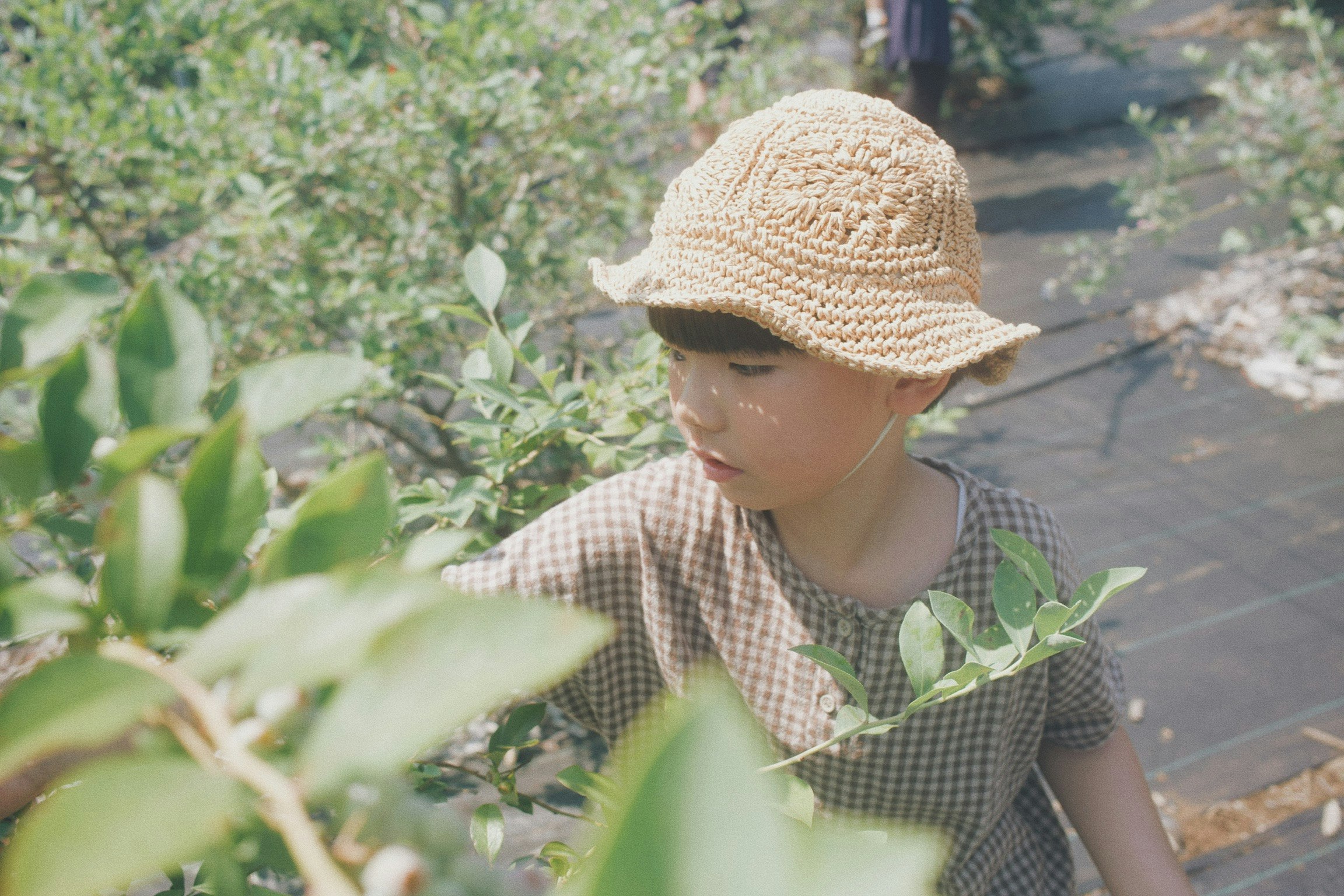 藍莓園裡戴帽子的孩子在採摘藍莓