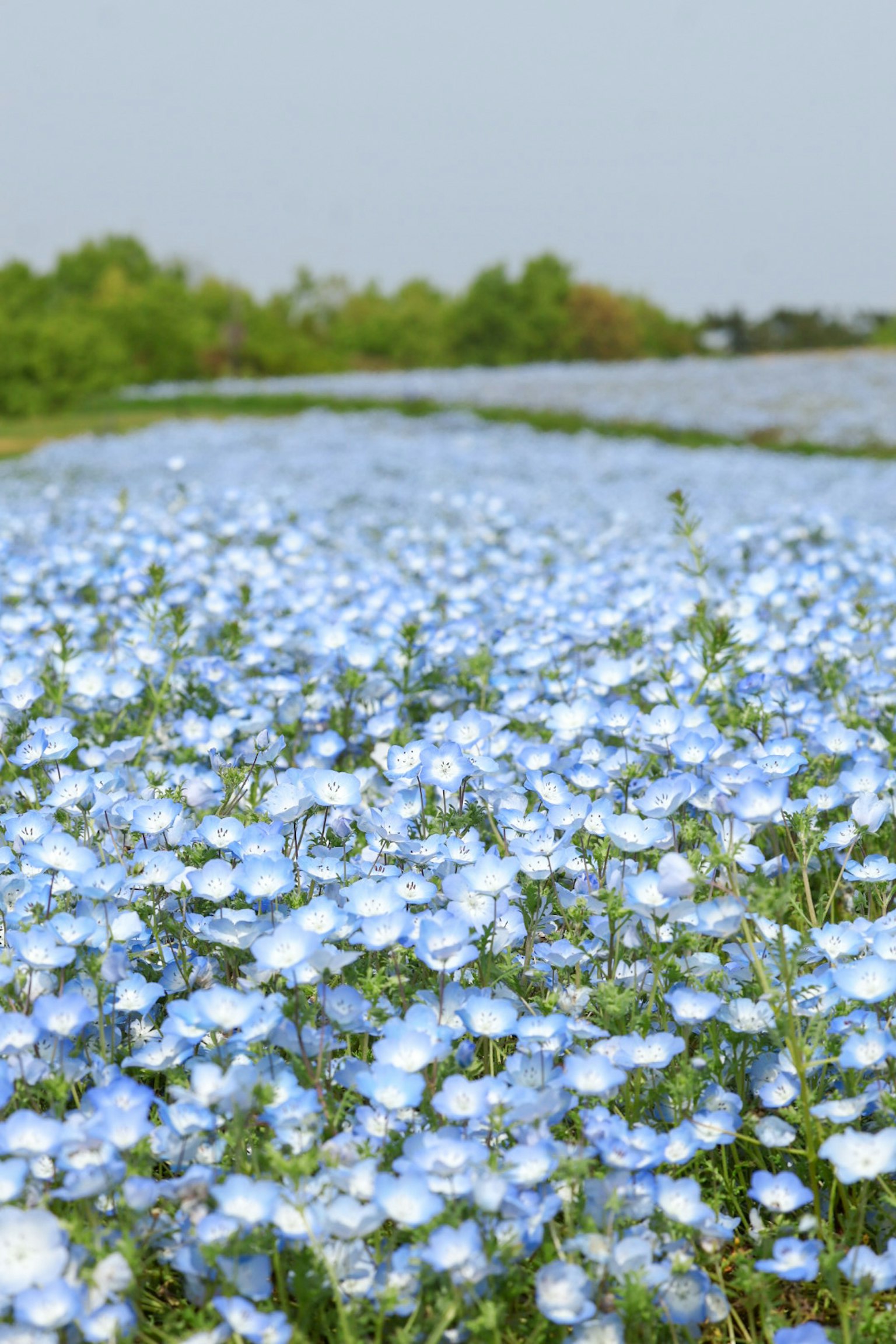 Pemandangan indah bunga biru yang sedang mekar