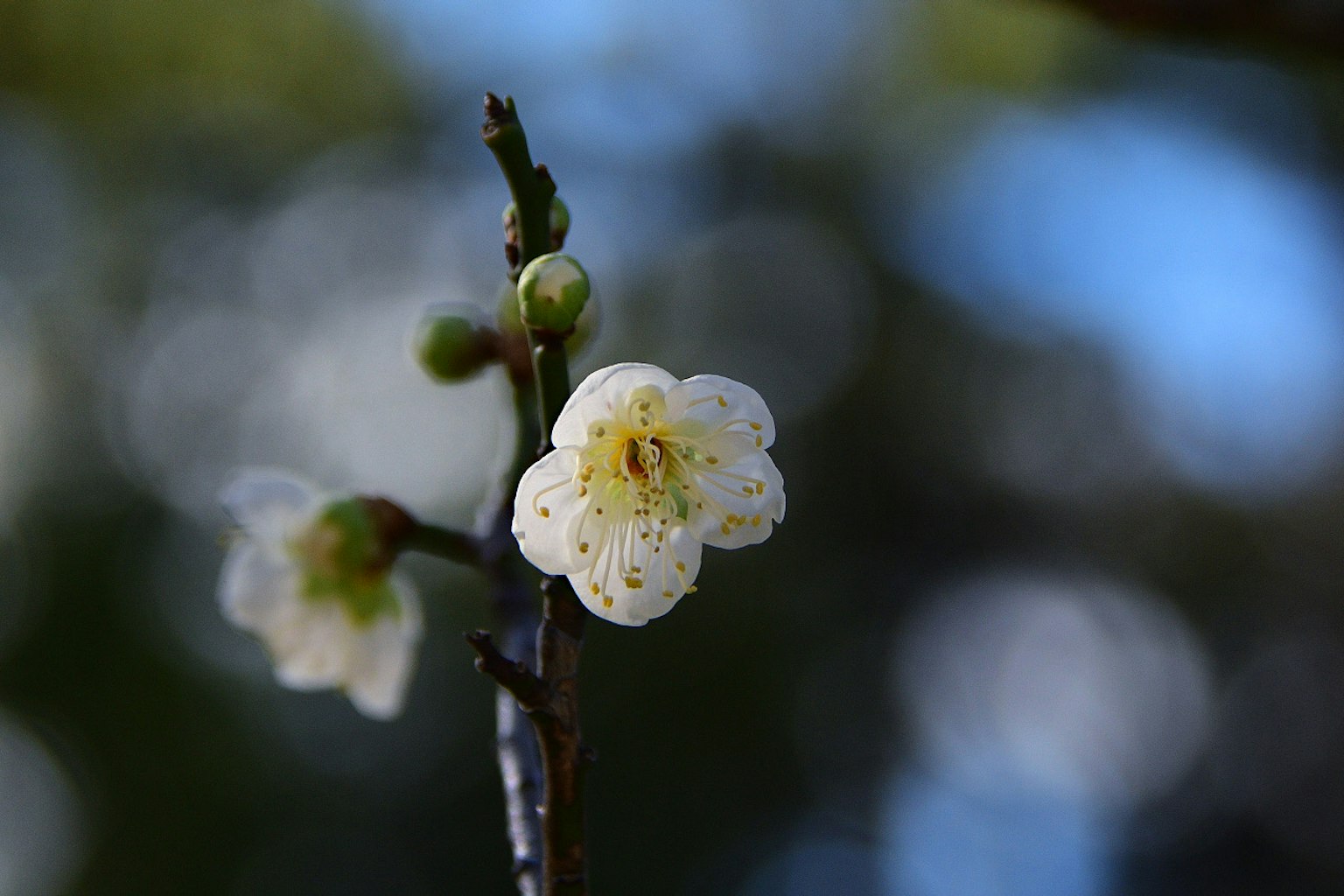 Acercamiento de una rama con una flor blanca en flor