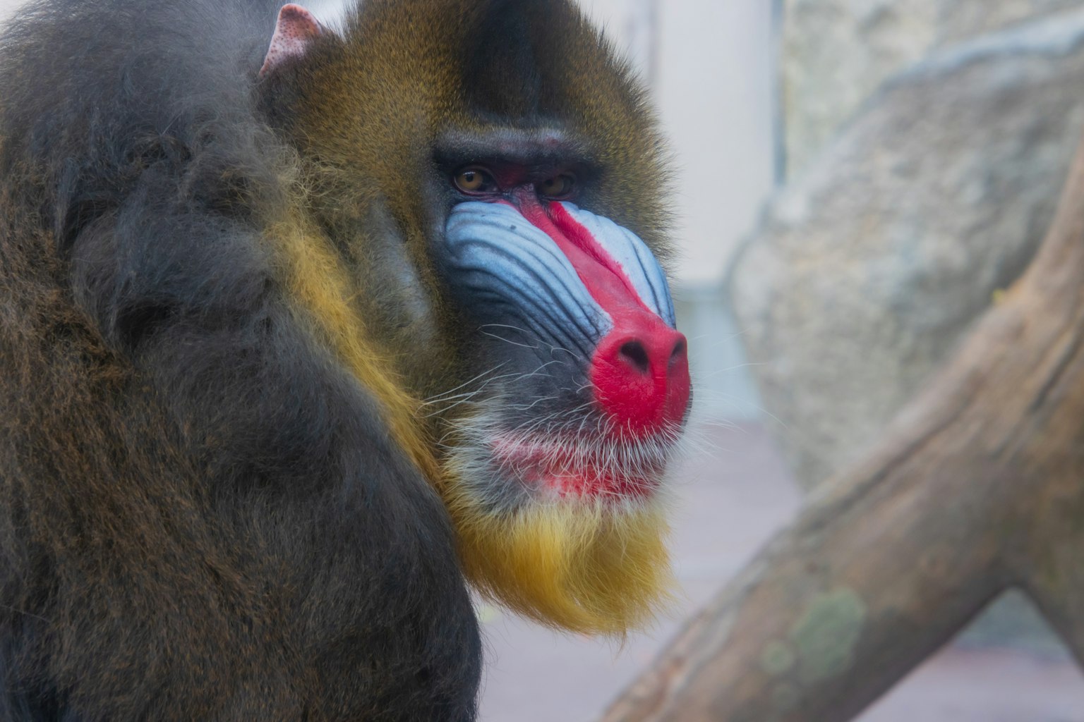 Perfil lateral de un mandril colorido con marcas faciales vibrantes