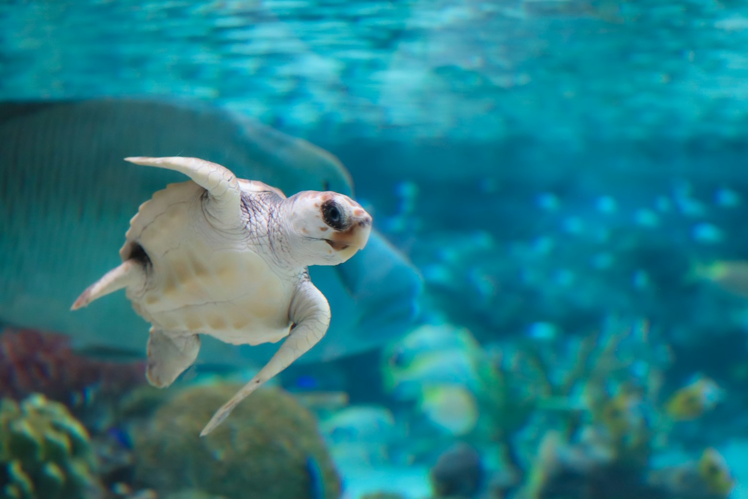 A small sea turtle swimming in an aquarium with colorful fish and coral