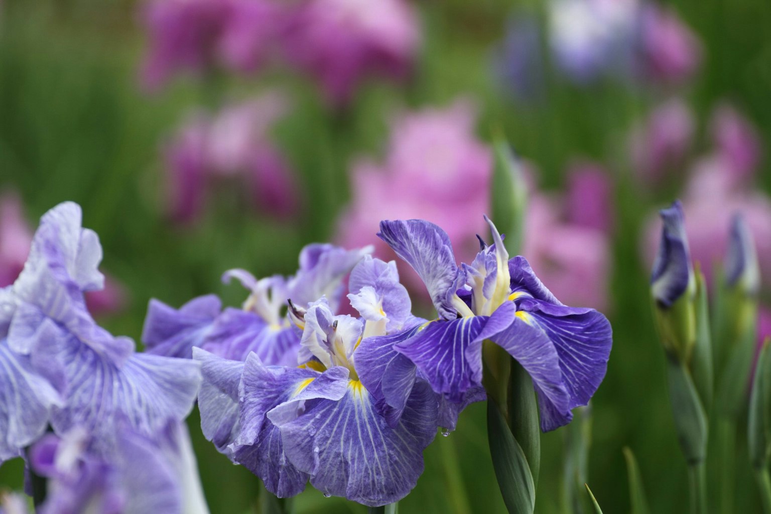 Colorful iris flowers blooming in a garden