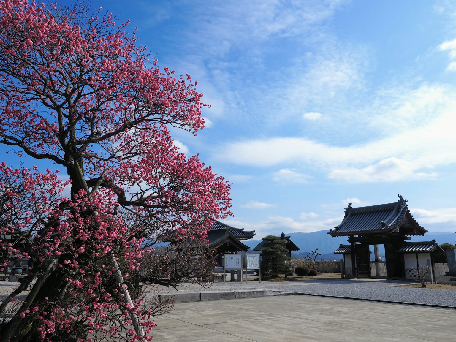 樱花树和传统日本建筑的风景