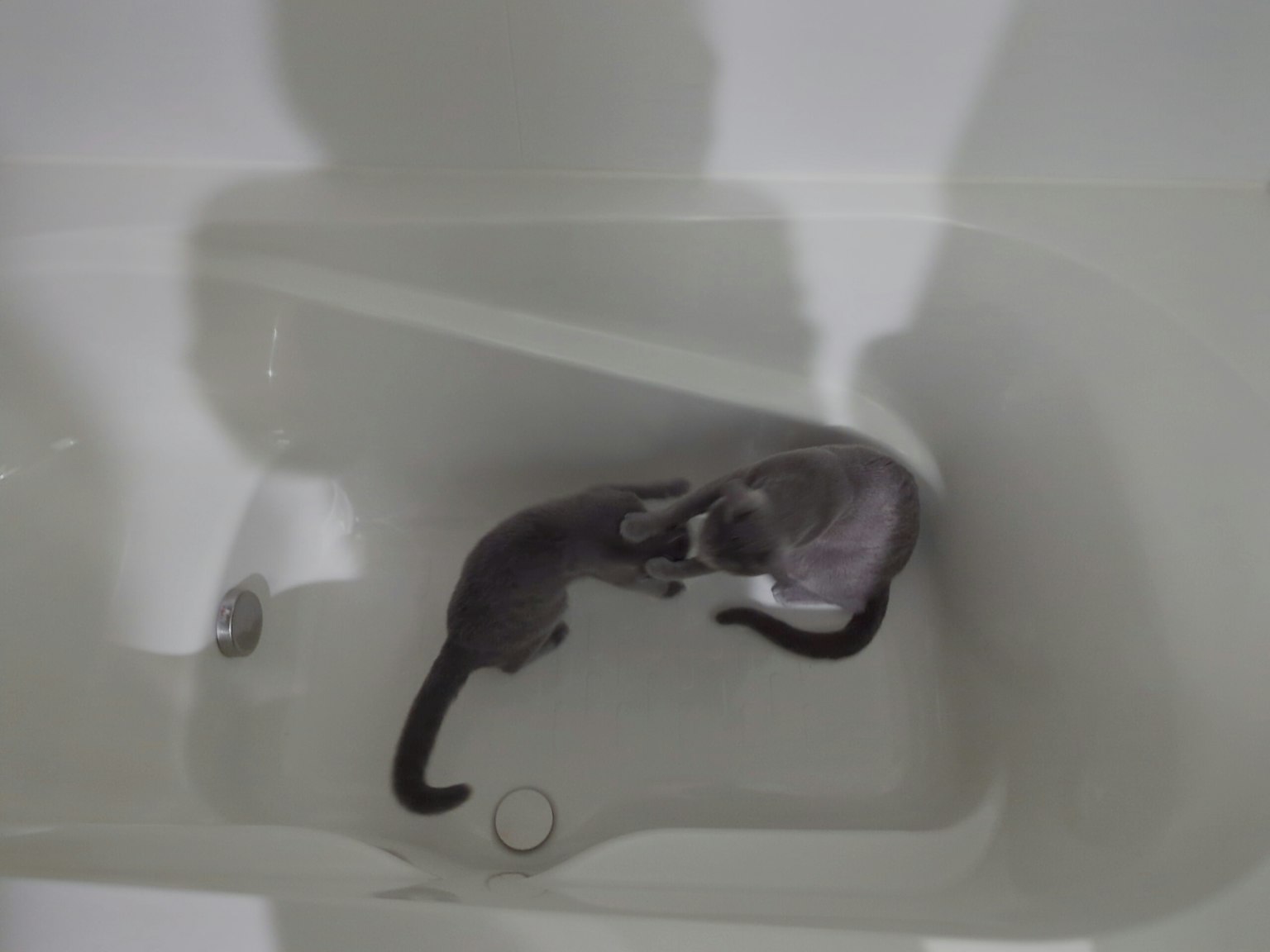 Two cats playing in a bathtub