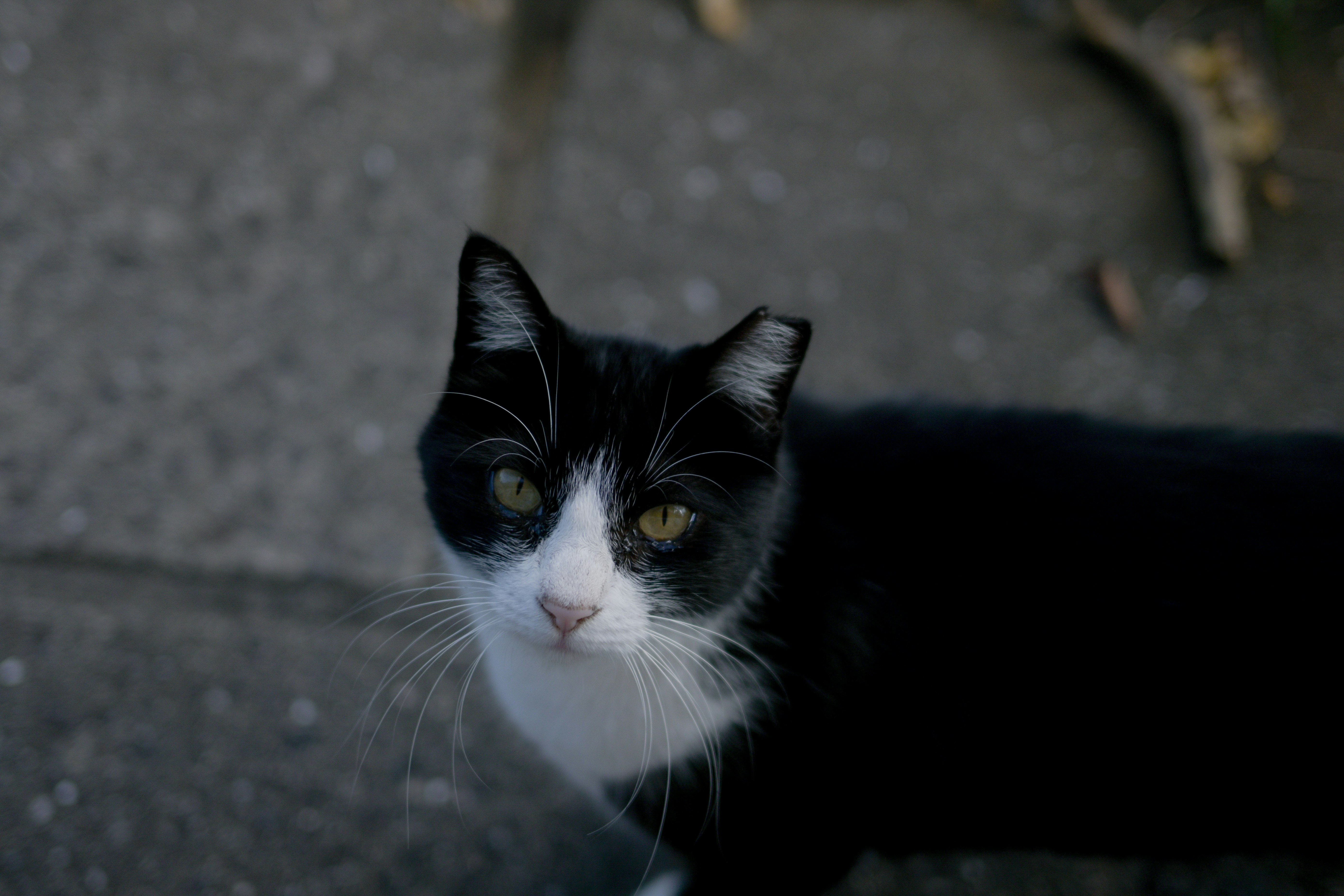 大分別府SAの野良猫