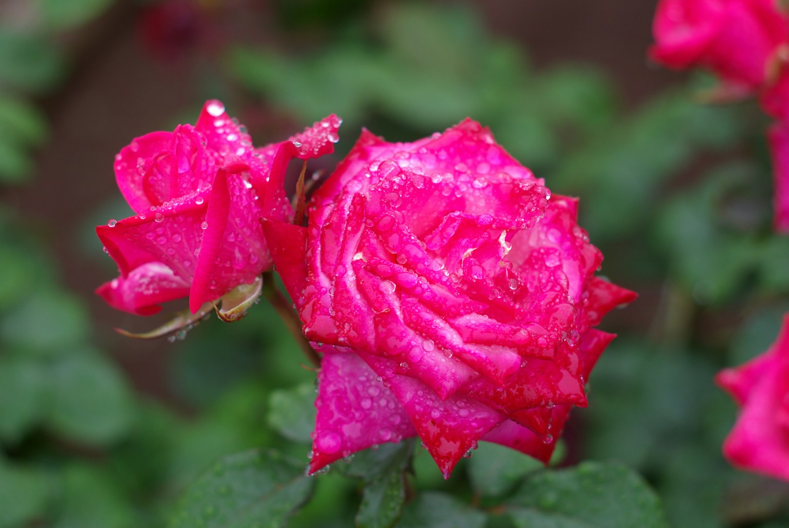 Fleur de rose rose vif avec des feuilles vertes