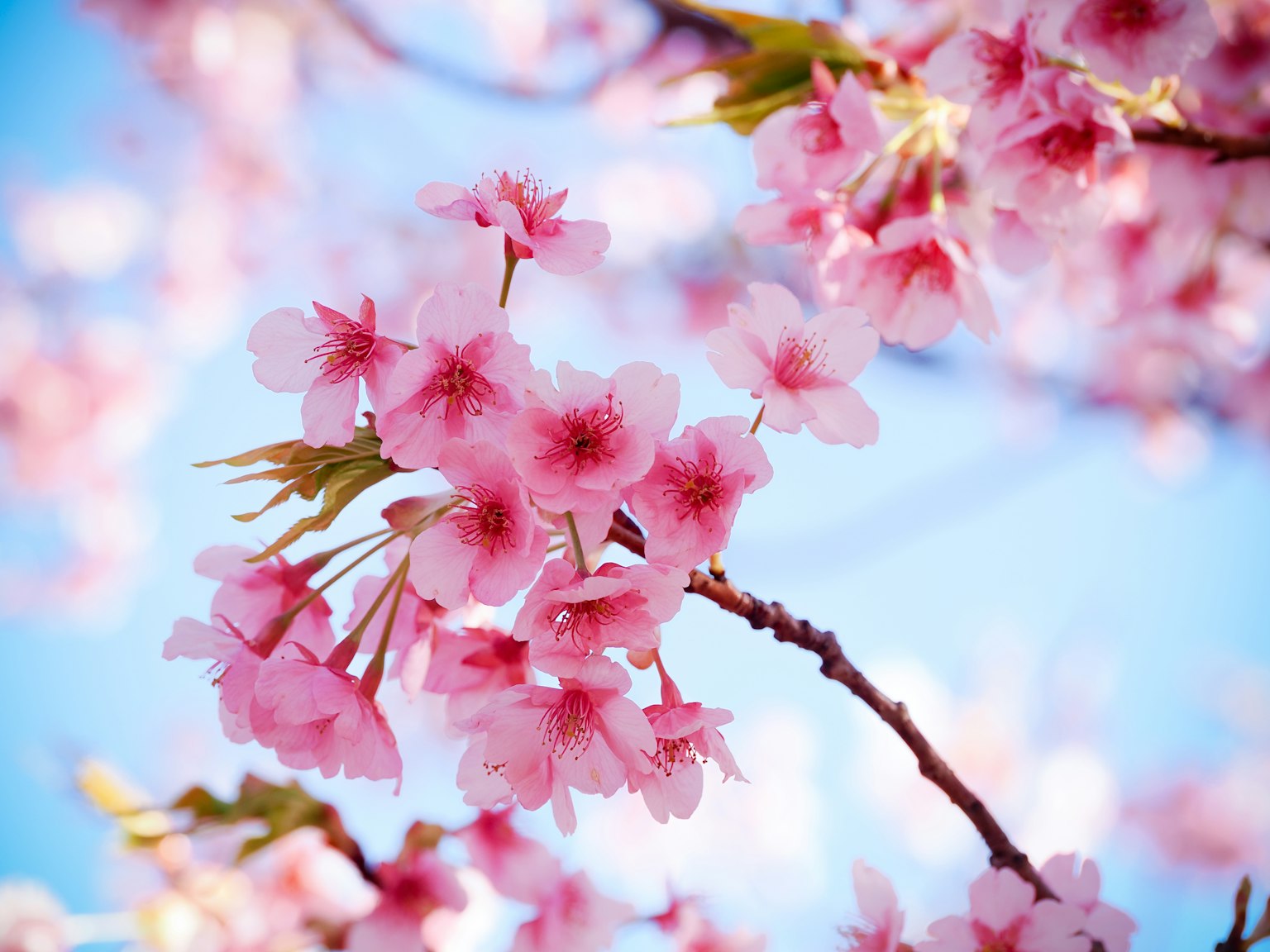 Bunga sakura mekar indah di bawah langit biru