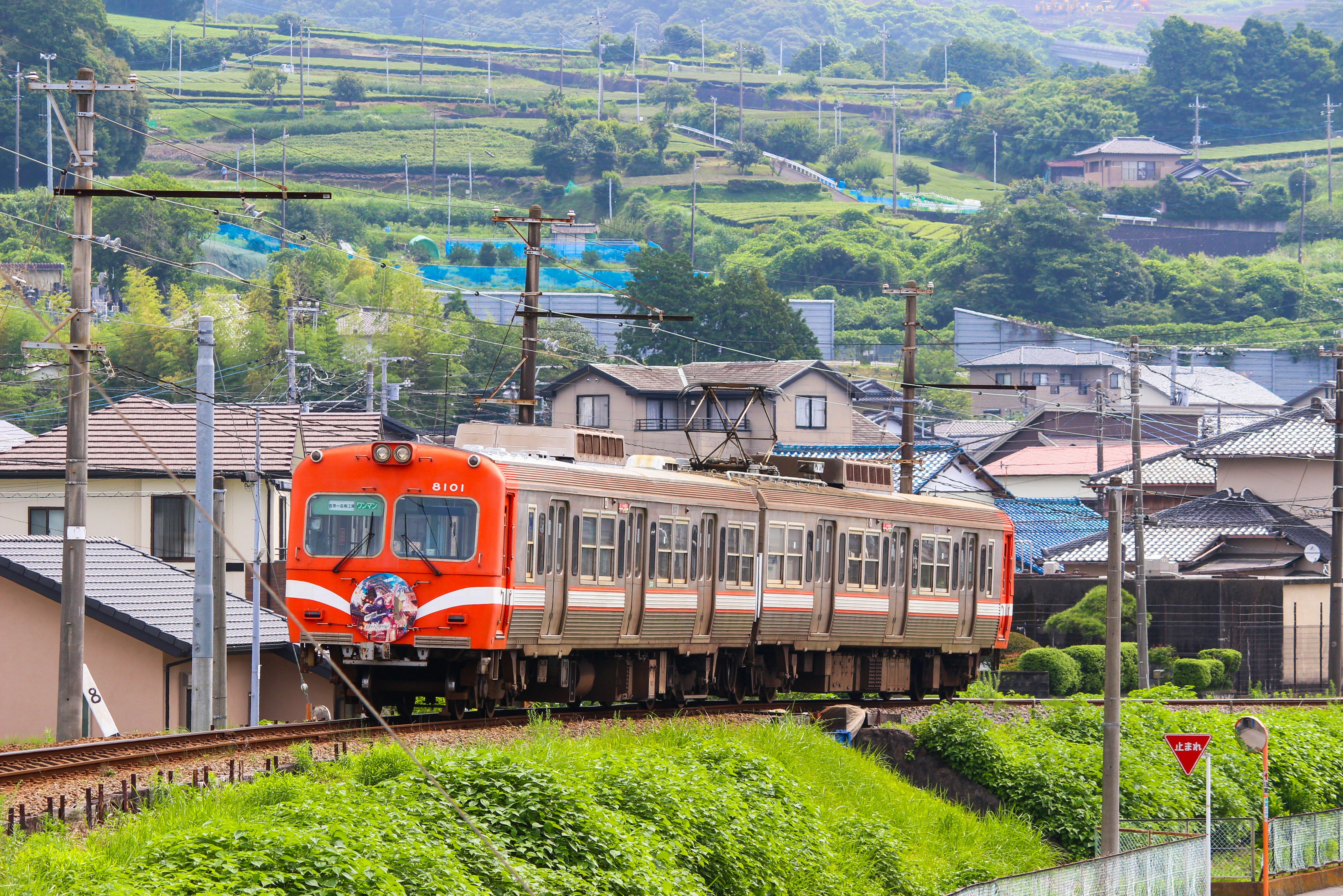 รถไฟ Enshū Railway วิ่งผ่านไร่ชาเป็นฉากหลัง