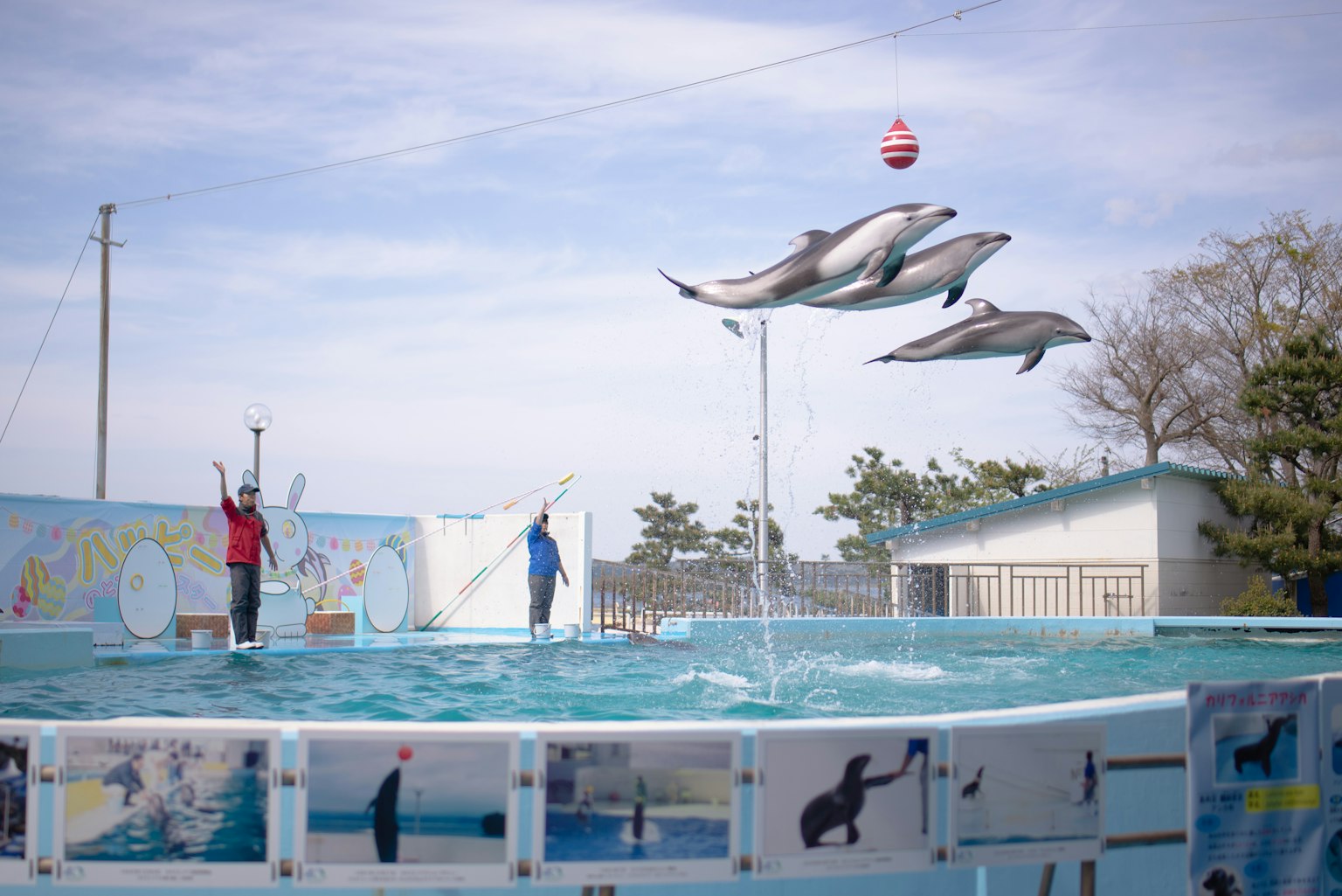 海豚在水族馆表演中跳跃