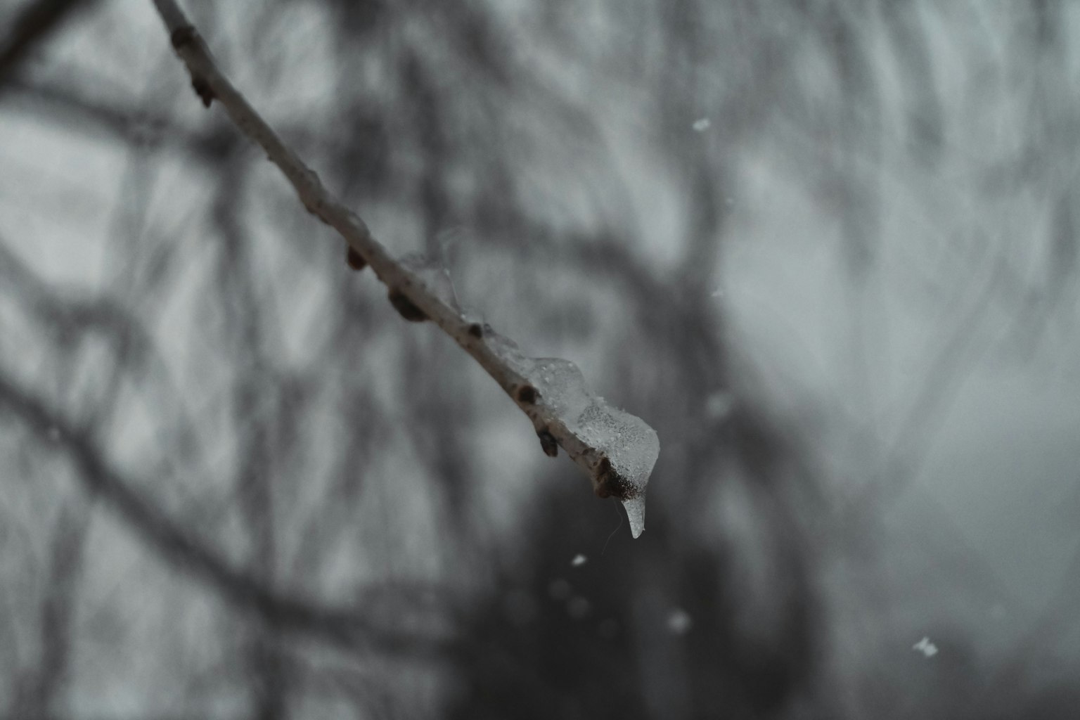 冬季場景，冰滴懸掛在樹枝上，雪花飄落