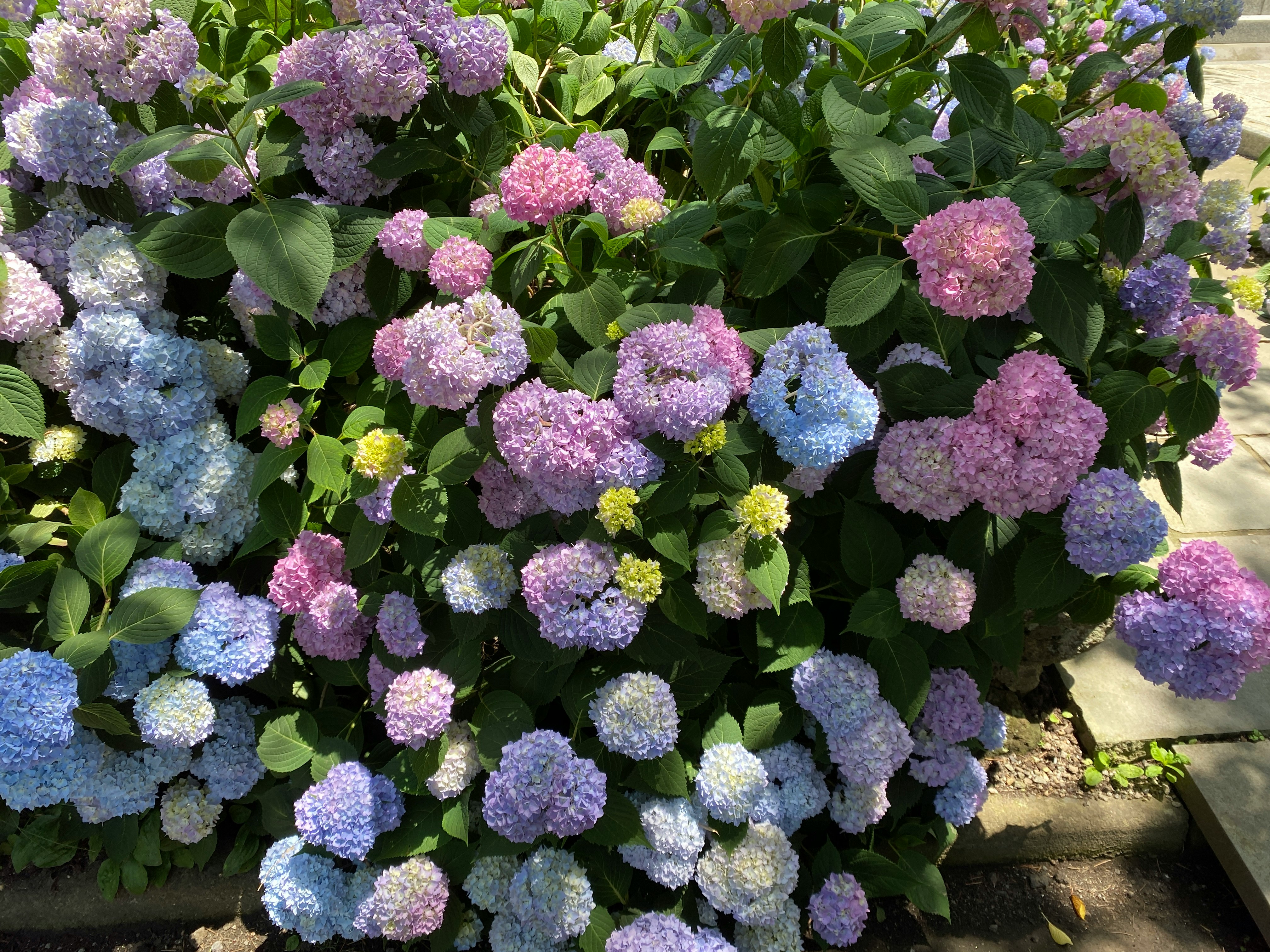 色とりどりのアジサイの花が咲く鉢植え