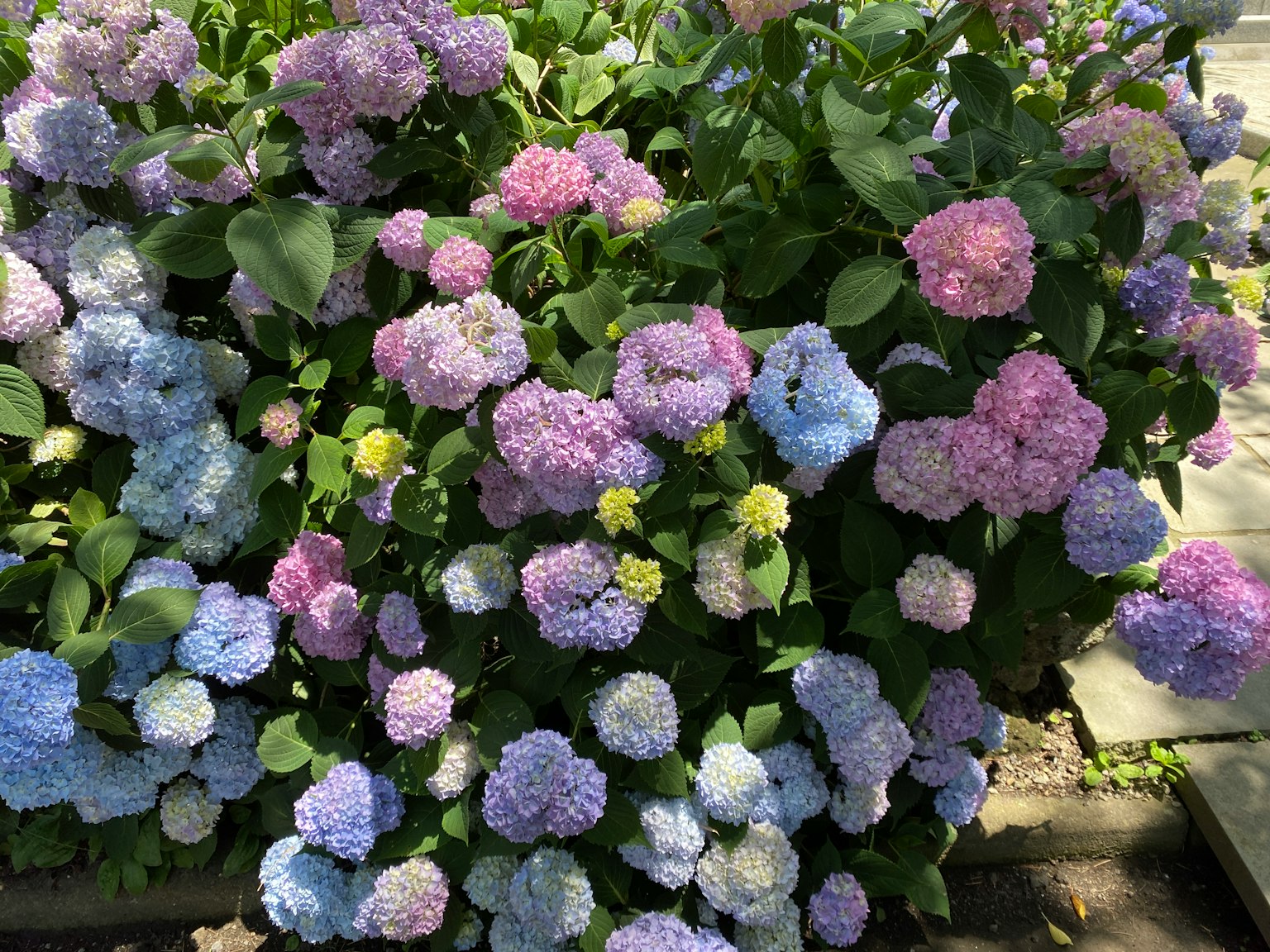 Una vibrante exhibición de flores de hortensia en tonos de azul y rosa
