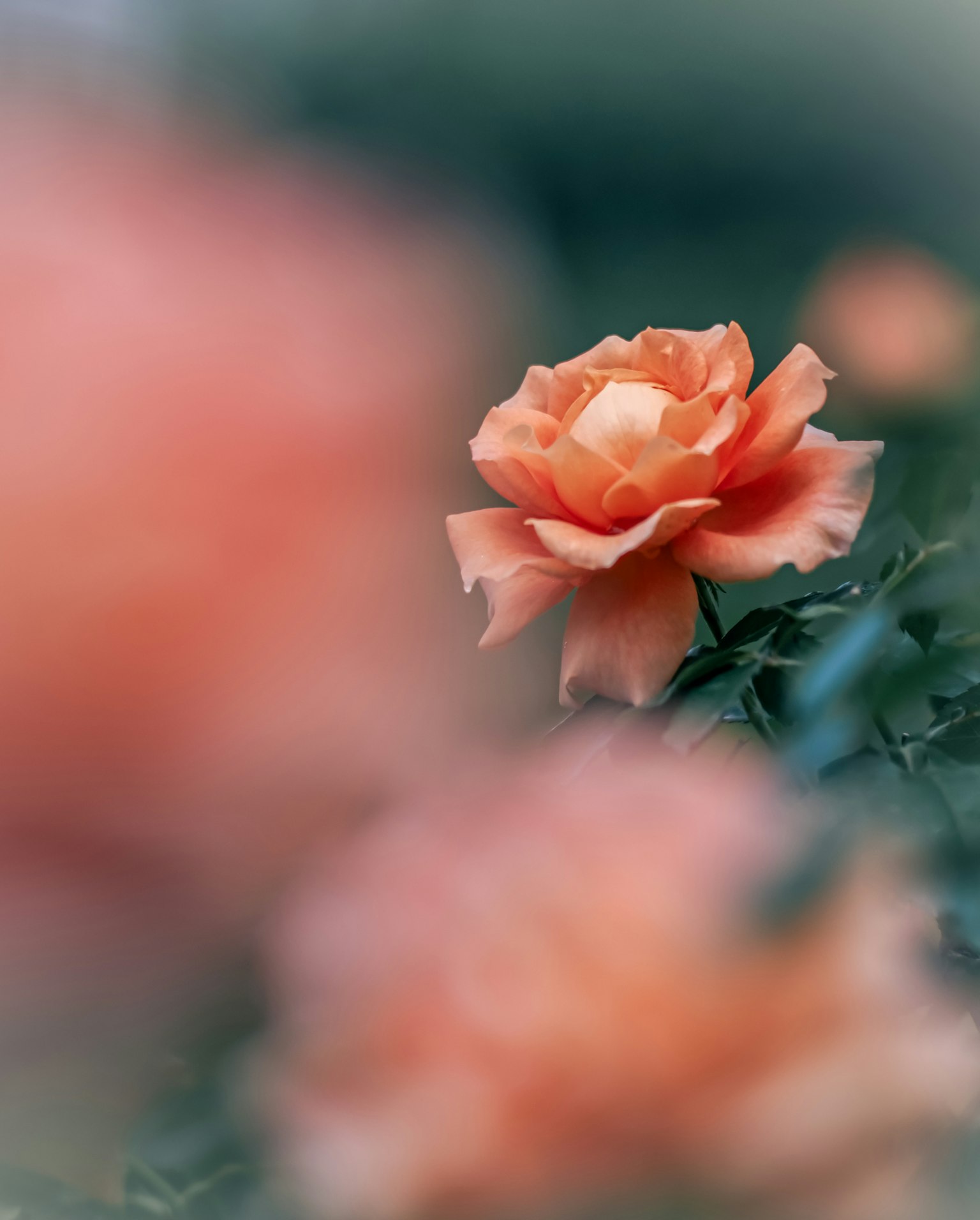 ภาพสวยของกุหลาบสีส้มที่มีดอกไม้เบลออยู่เบื้องหลัง