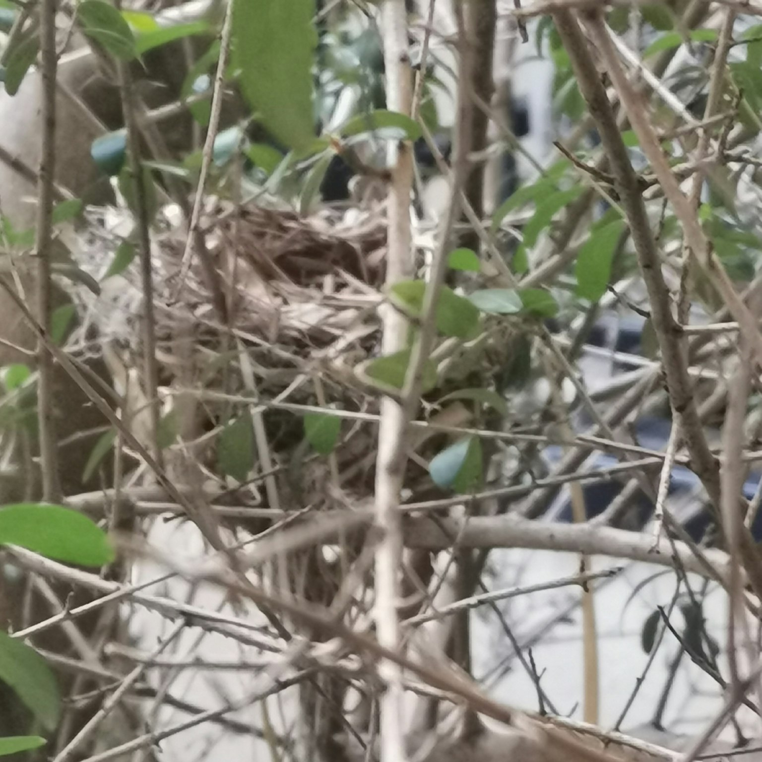Bird nest tucked among branches with surrounding leaves