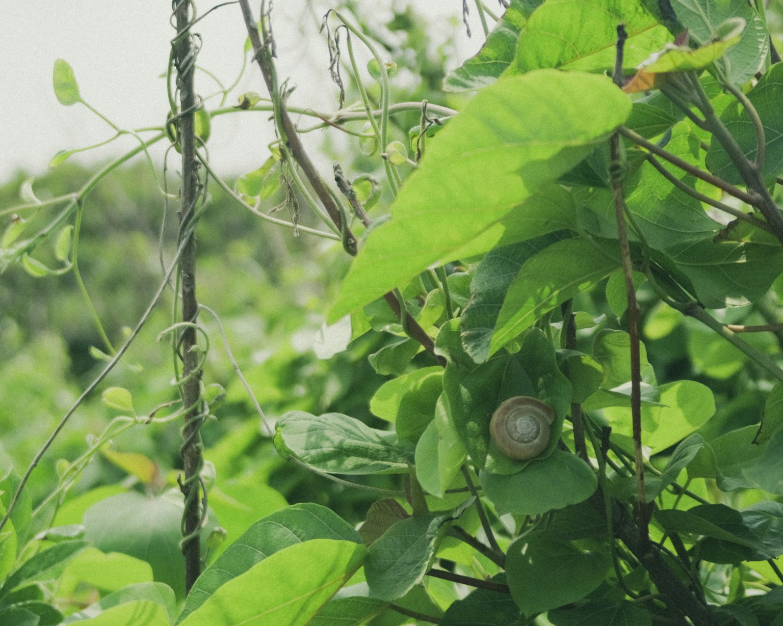 Close-up of a snail surrounded by green leaves and vines