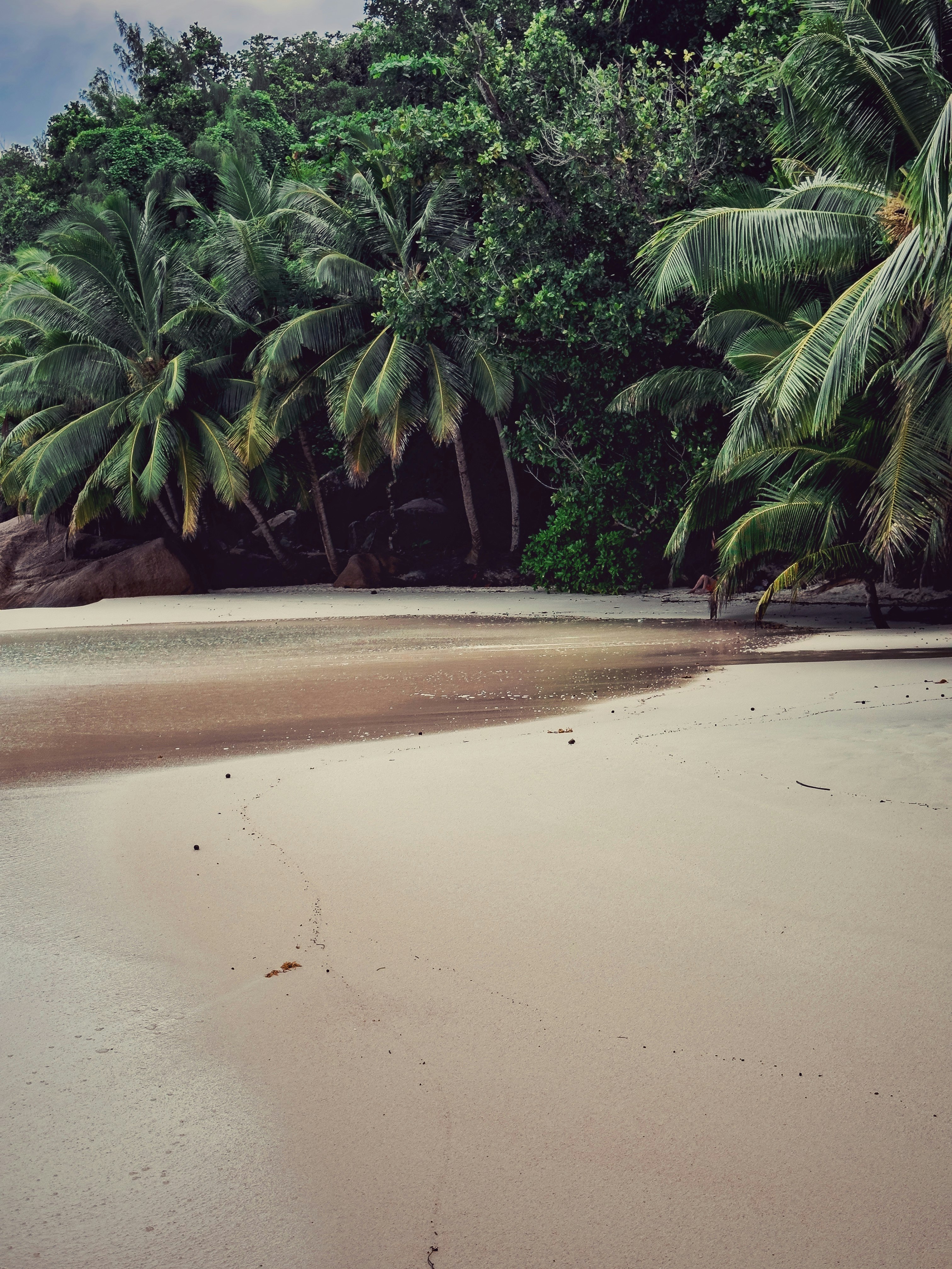 spiaggia tropicale con palme e spiaggia sabbiosa tranquilla