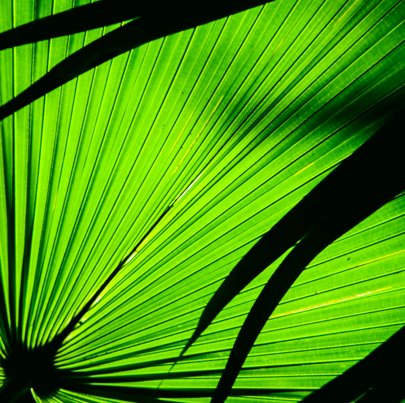 Close-up daun palm hijau menampilkan detail dan bayangan