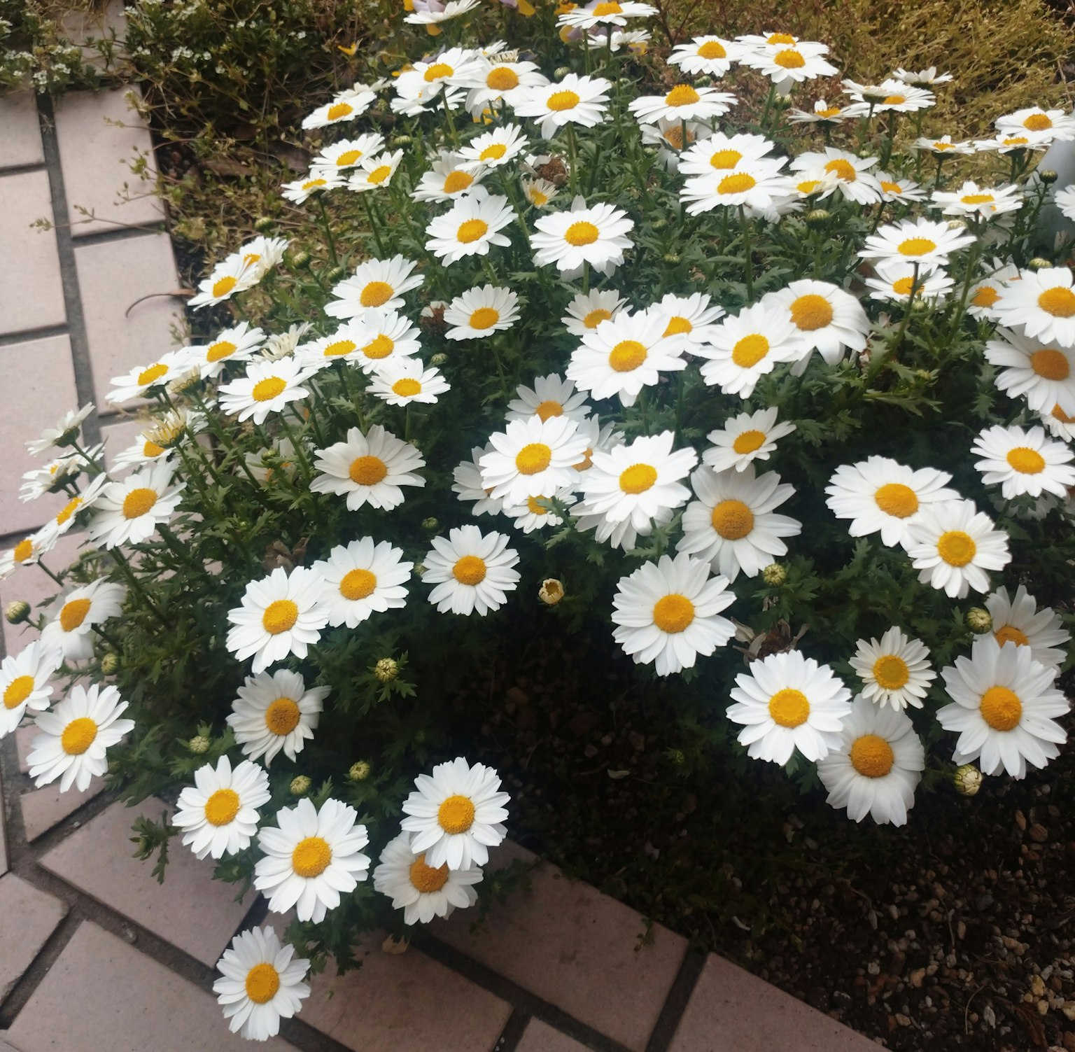 Sekelompok padat bunga daisy dengan kelopak putih dan pusat kuning di taman