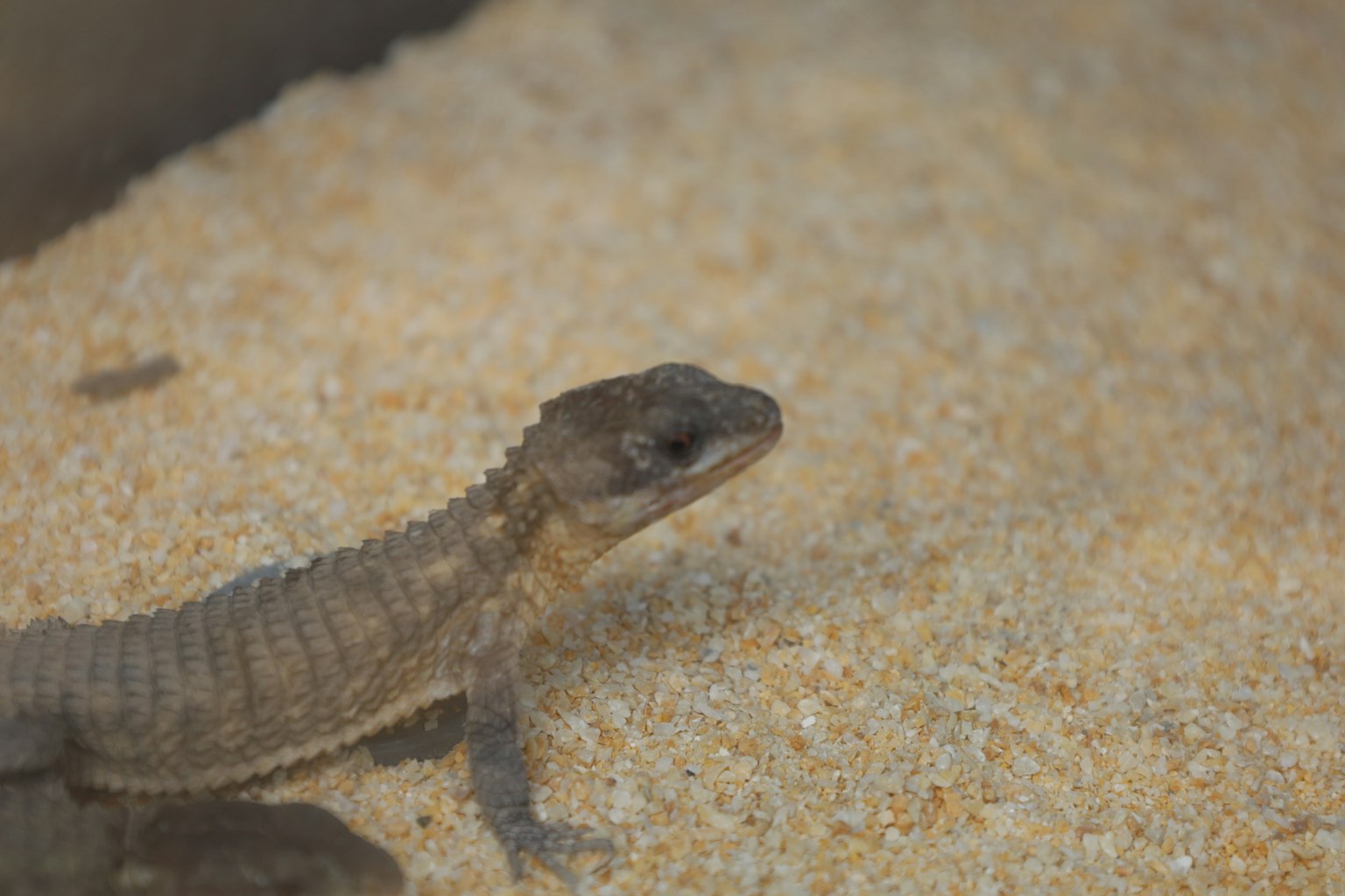 Close-up of a small lizard on sand