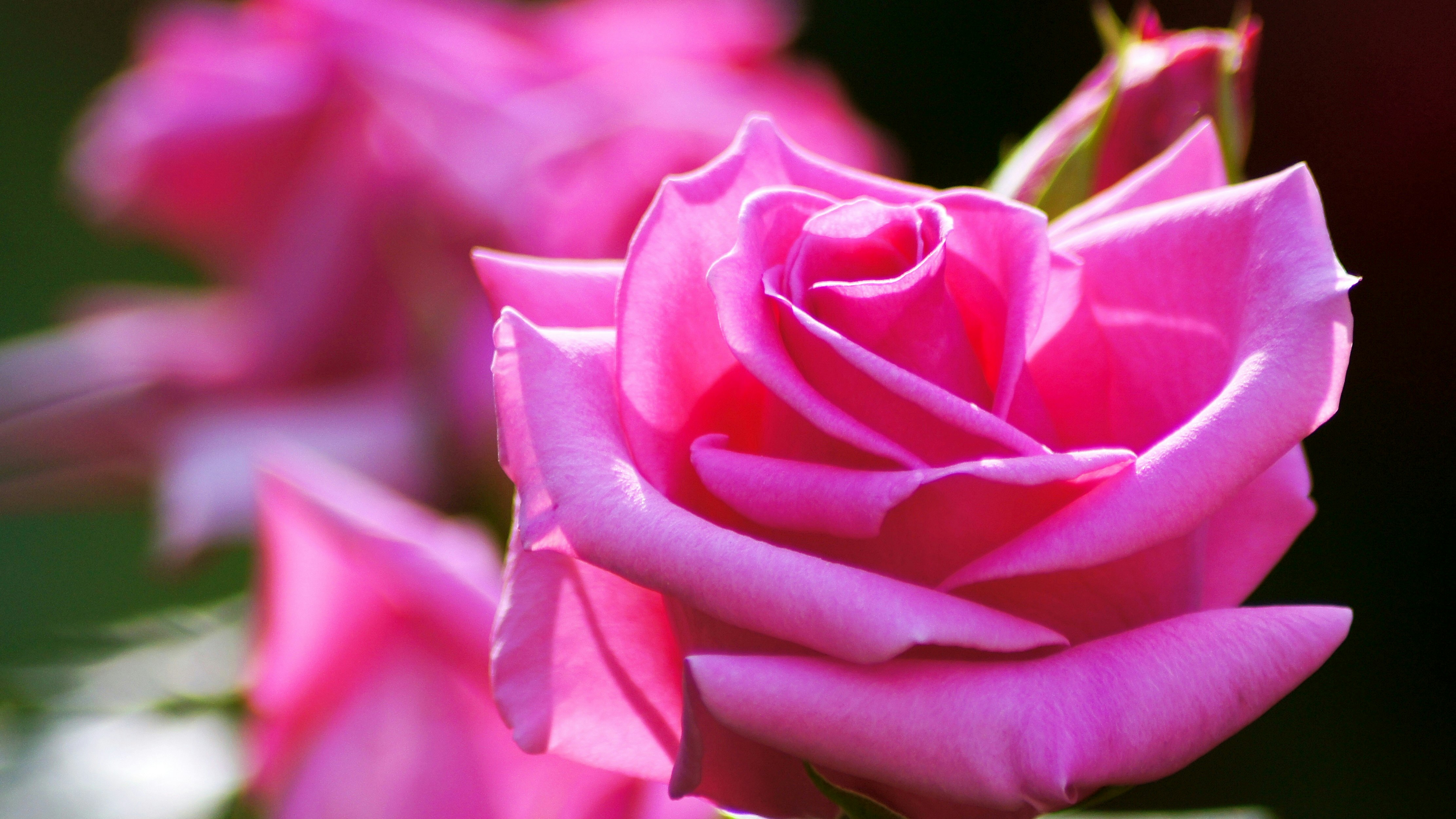 ピンクのバラの花びらが鮮明に写るクローズアップ