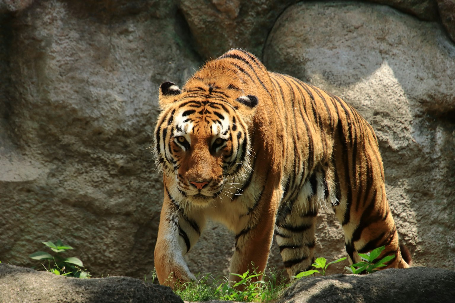 Un majestueux tigre rayé orange et noir se tenant devant des rochers