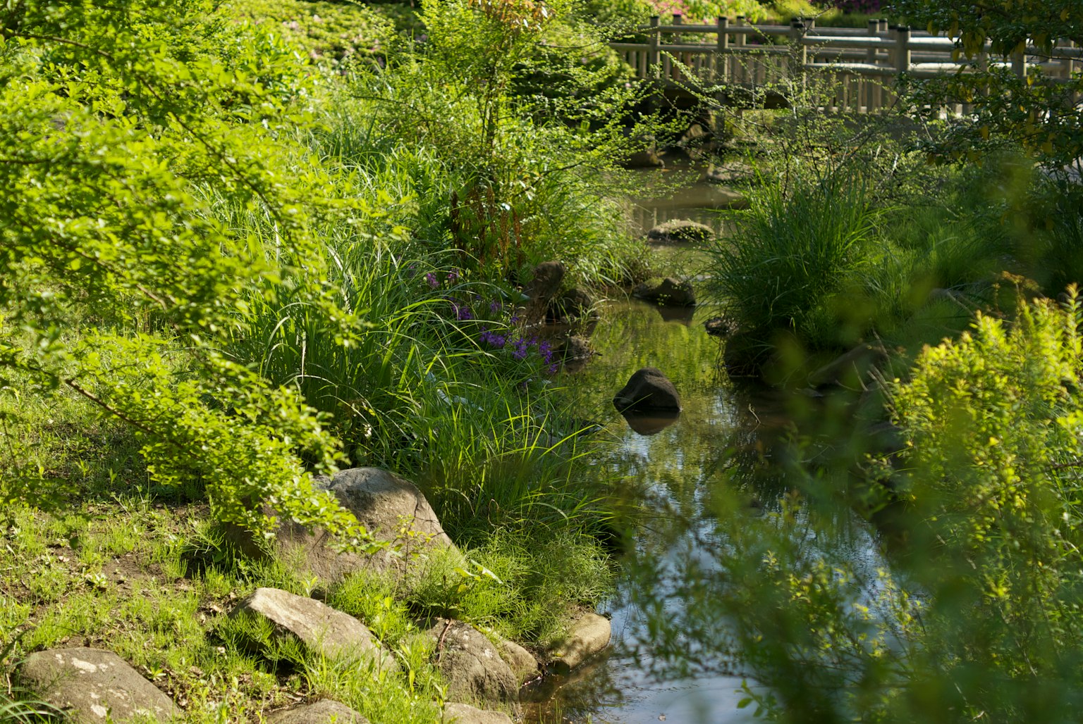 Un paysage verdoyant avec un ruisseau et des roches entourées de plantes