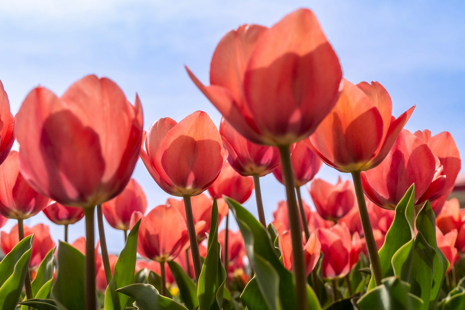 Lebendige Tulpenblüten blühen unter einem blauen Himmel