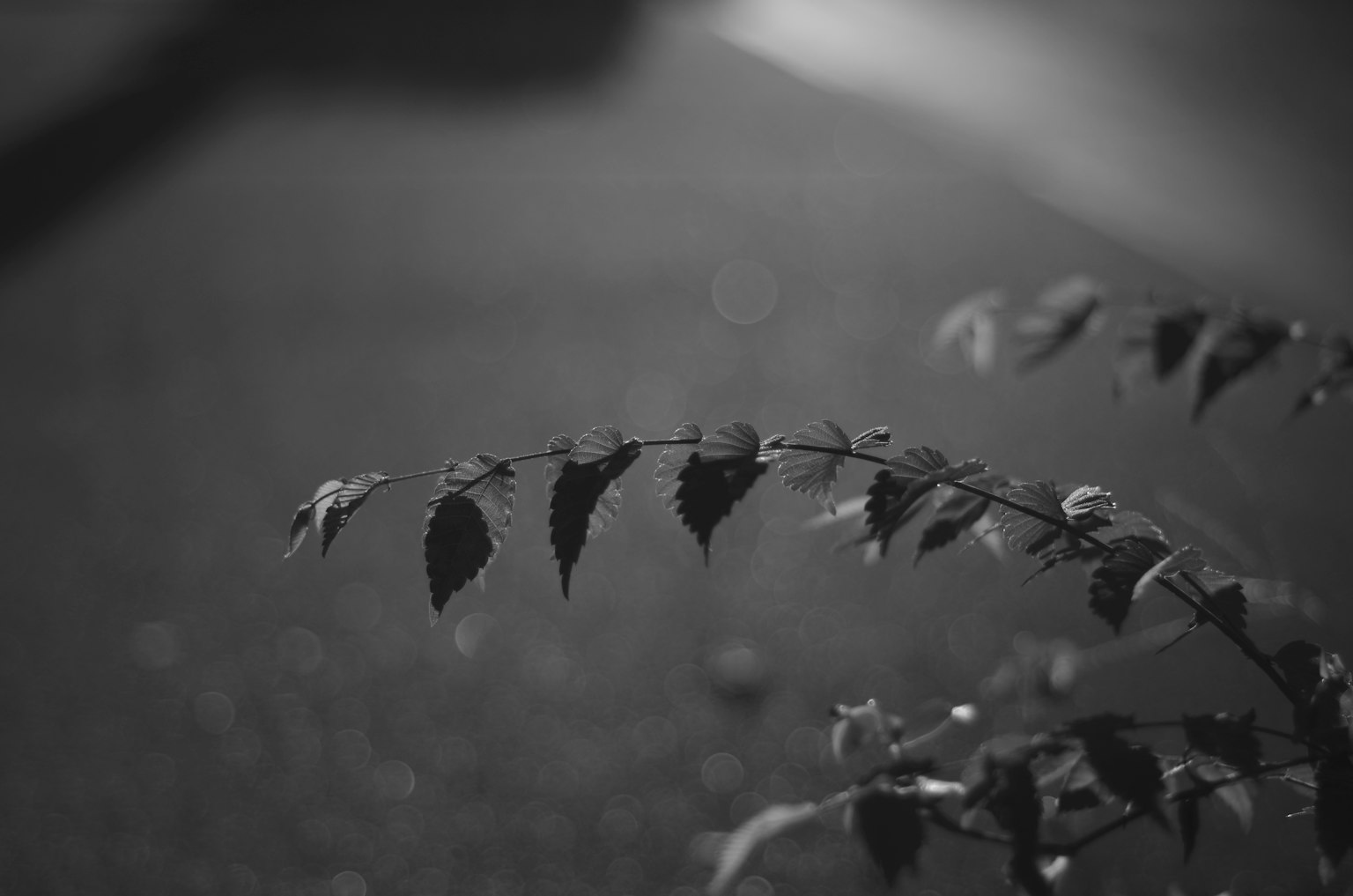 Kedekatan daun hitam dan putih dengan latar belakang kabur