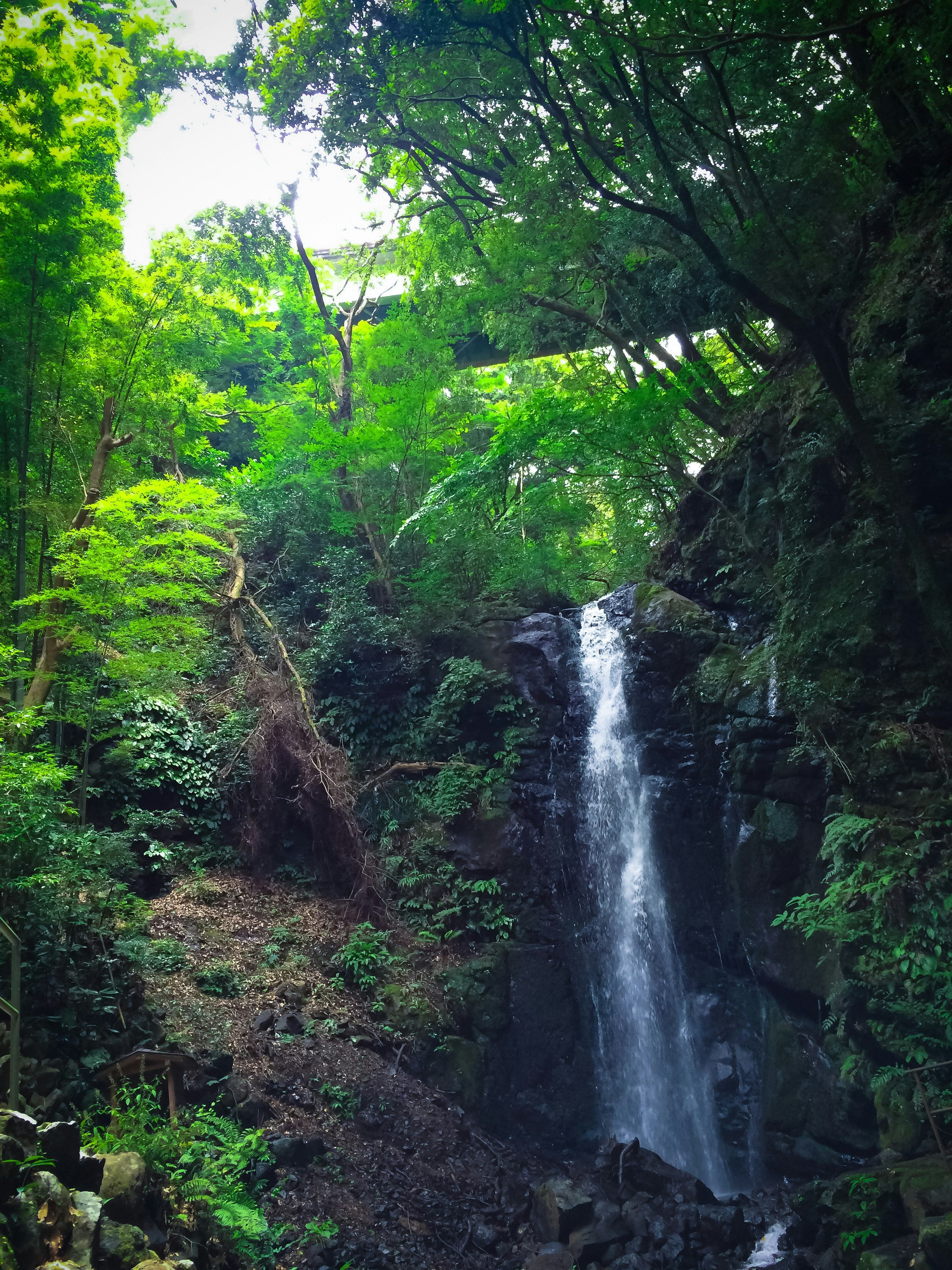 small waterfall in a lush green forest scene