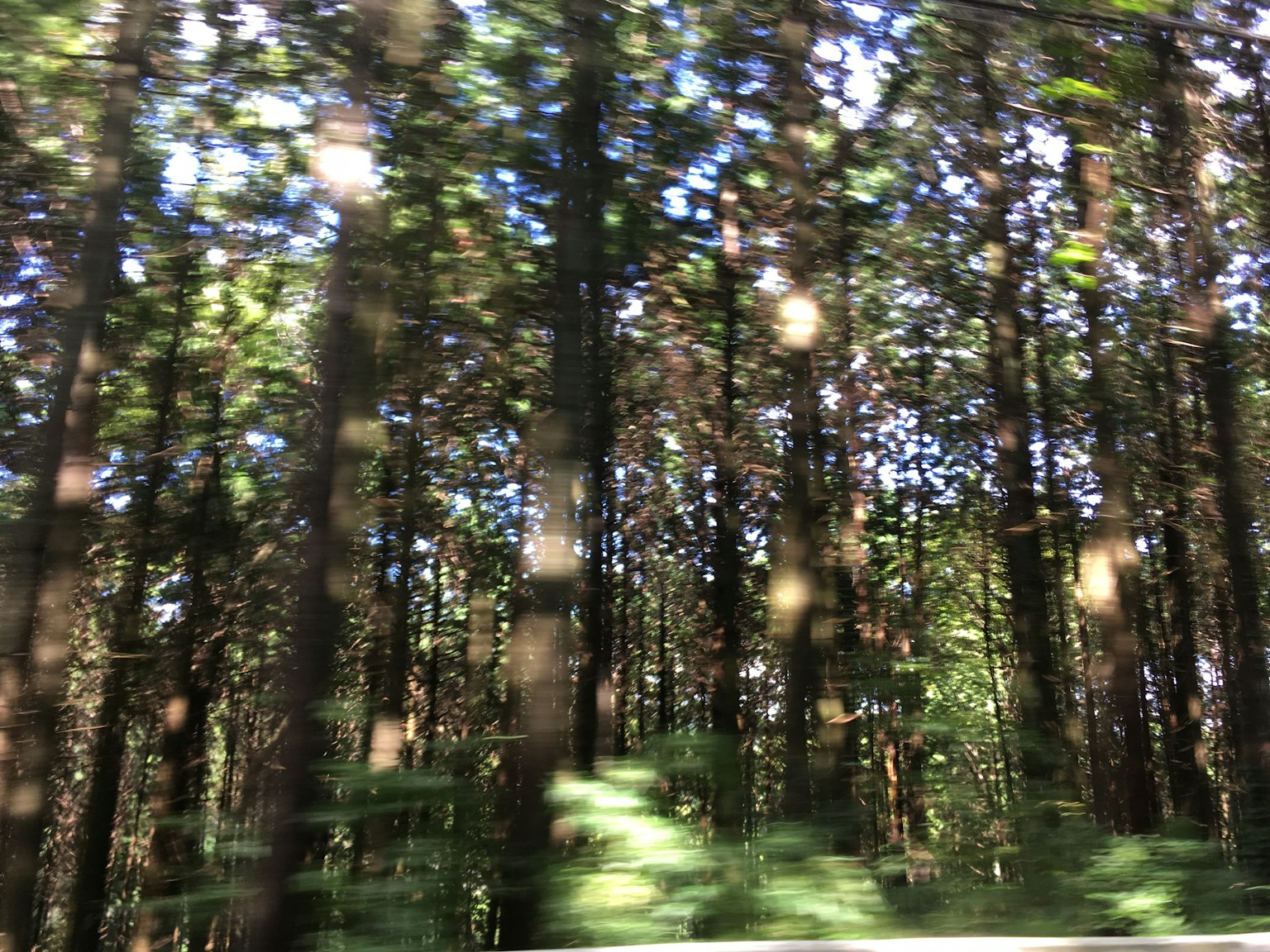 Vista sfocata di una foresta fitta con alberi alti e luce che filtra tra le foglie
