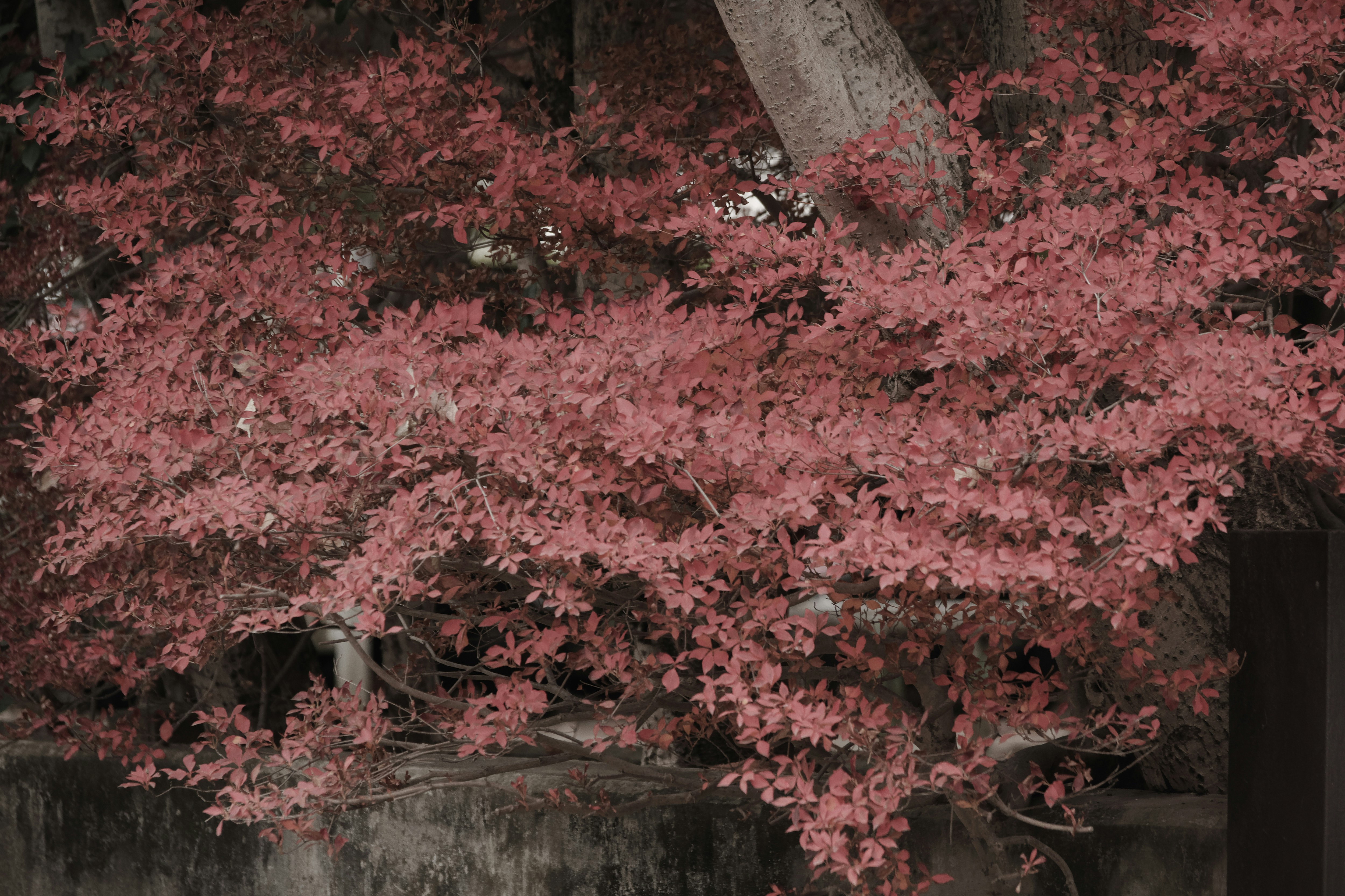 Red doudan tsutsuji blossoms on tree branches