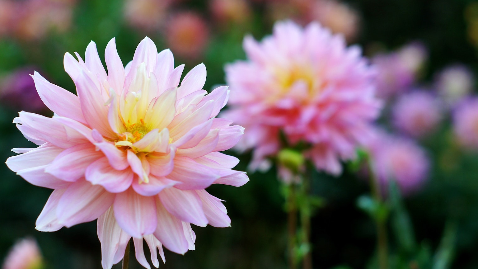 Gros plan sur une fleur avec des pétales roses et jaunes doux