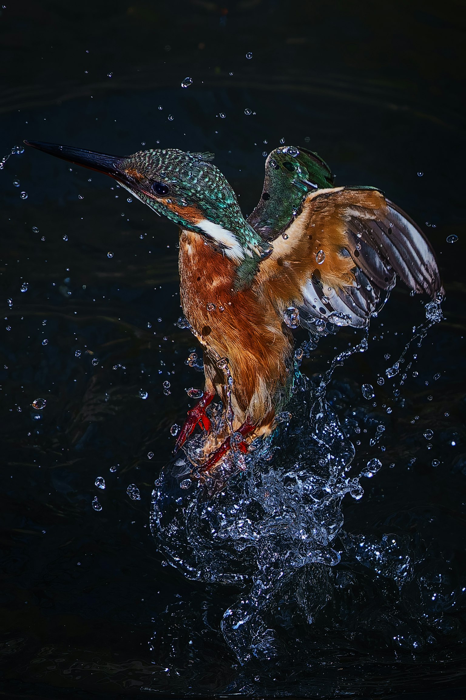 Burung raja udang berwarna cerah terbang dengan percikan air