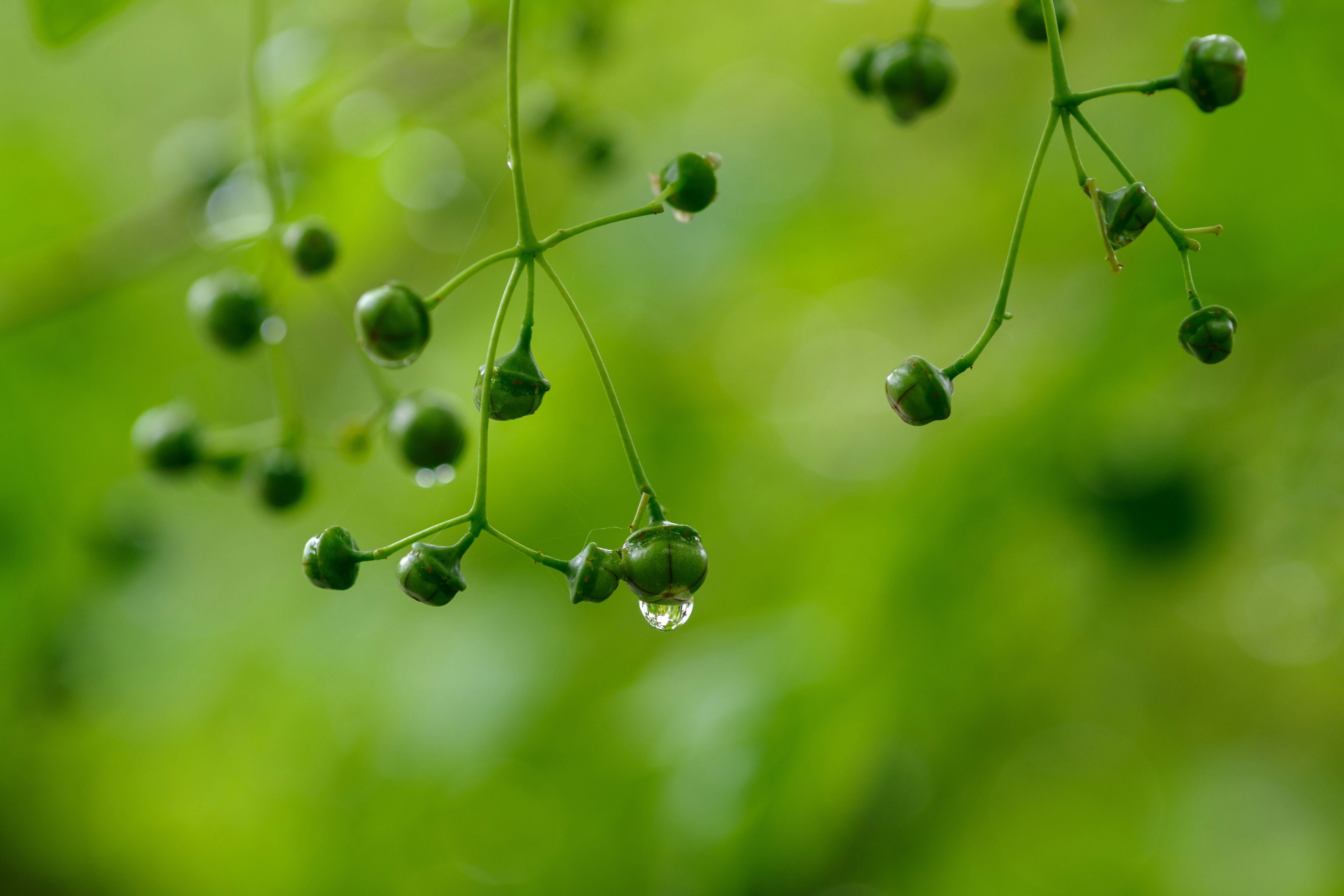 giọt sương buổi sáng trên quả cây viburnum