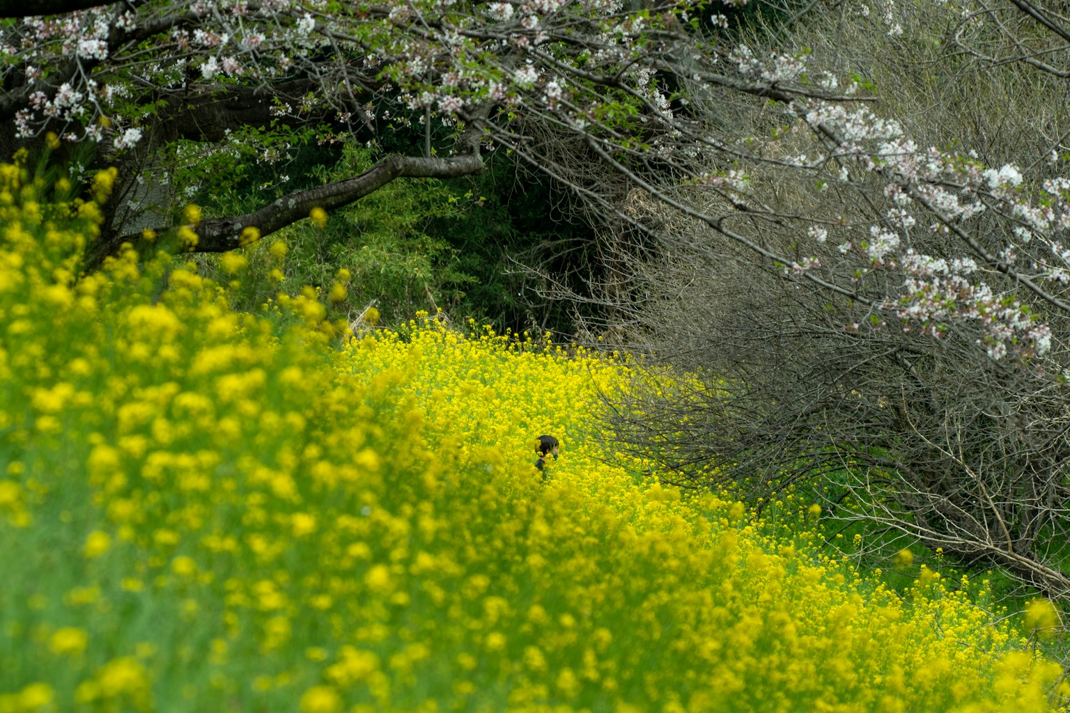 Campo de flores amarillas con cerezos en flor al fondo