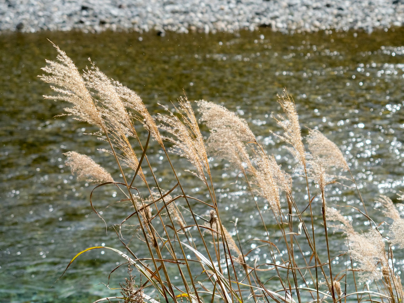 Pampasgras schwingt nahe einem Fluss mit schimmerndem Wasser