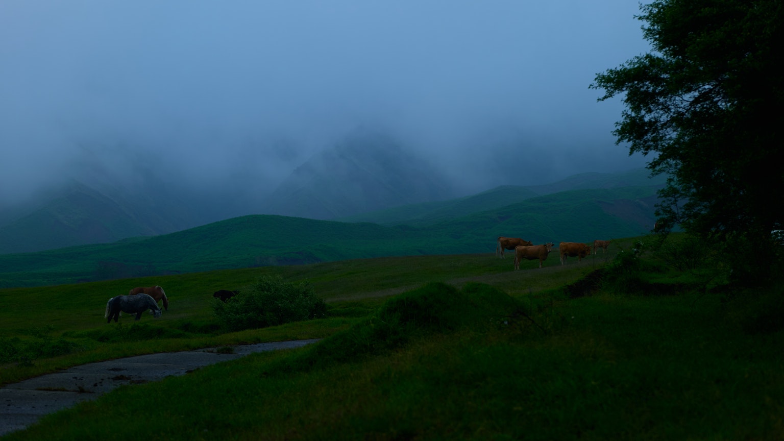 Mucche in un paesaggio verde nebbioso con colline ondulate
