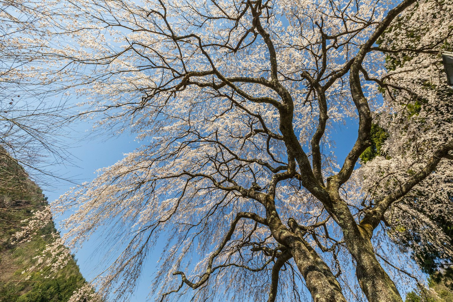 蓝天下美丽的樱花树
