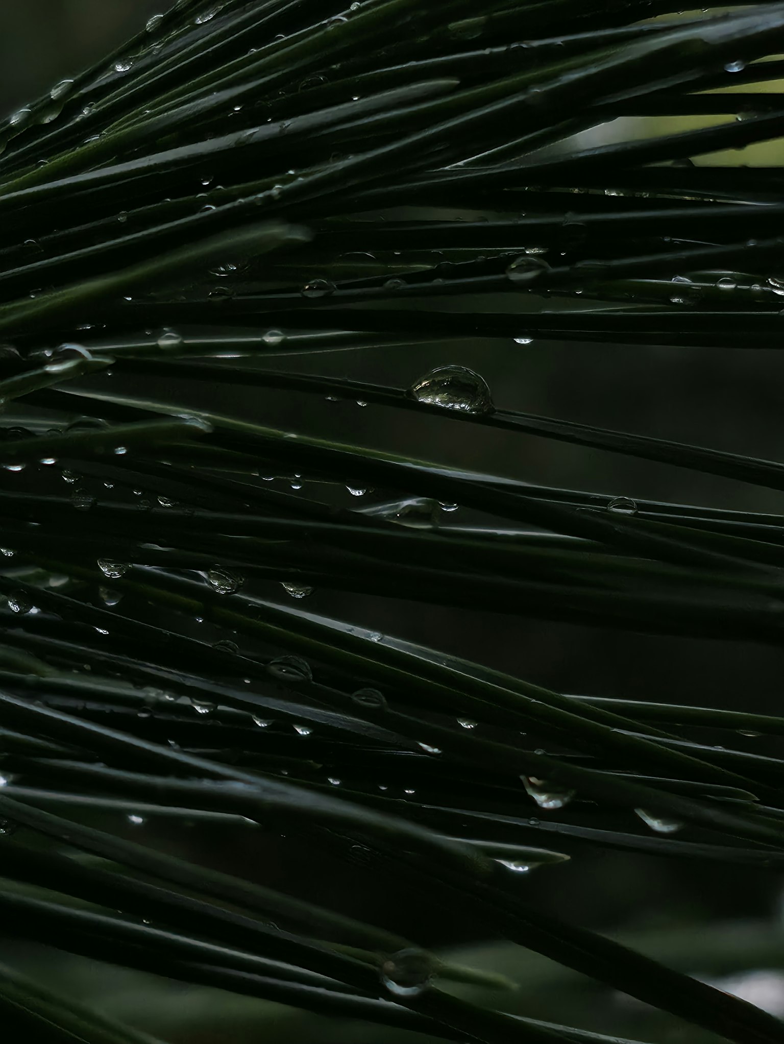 黒い植物の葉に水滴がついているクローズアップ