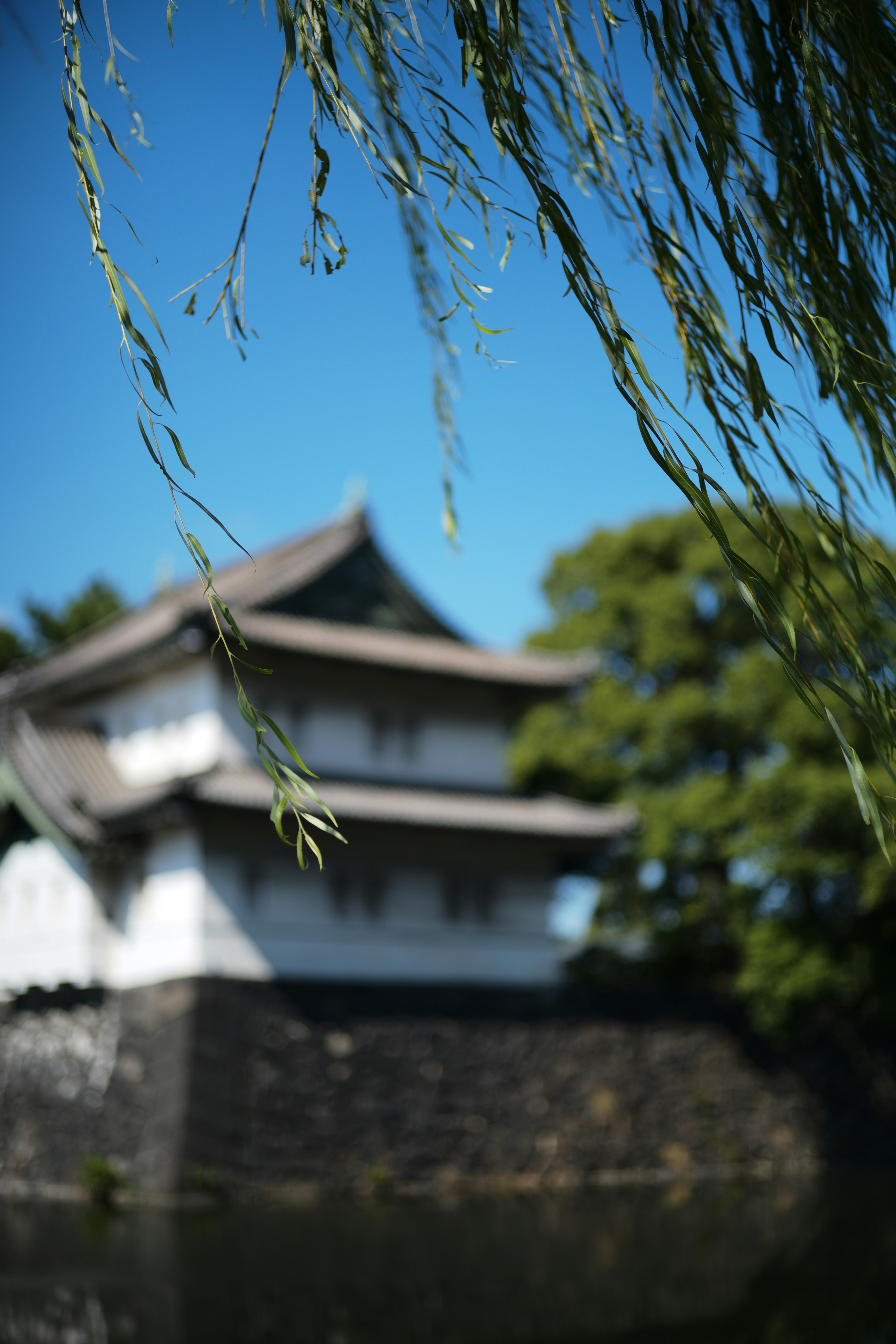 青空の下で揺れる柳の枝と寺院の塀