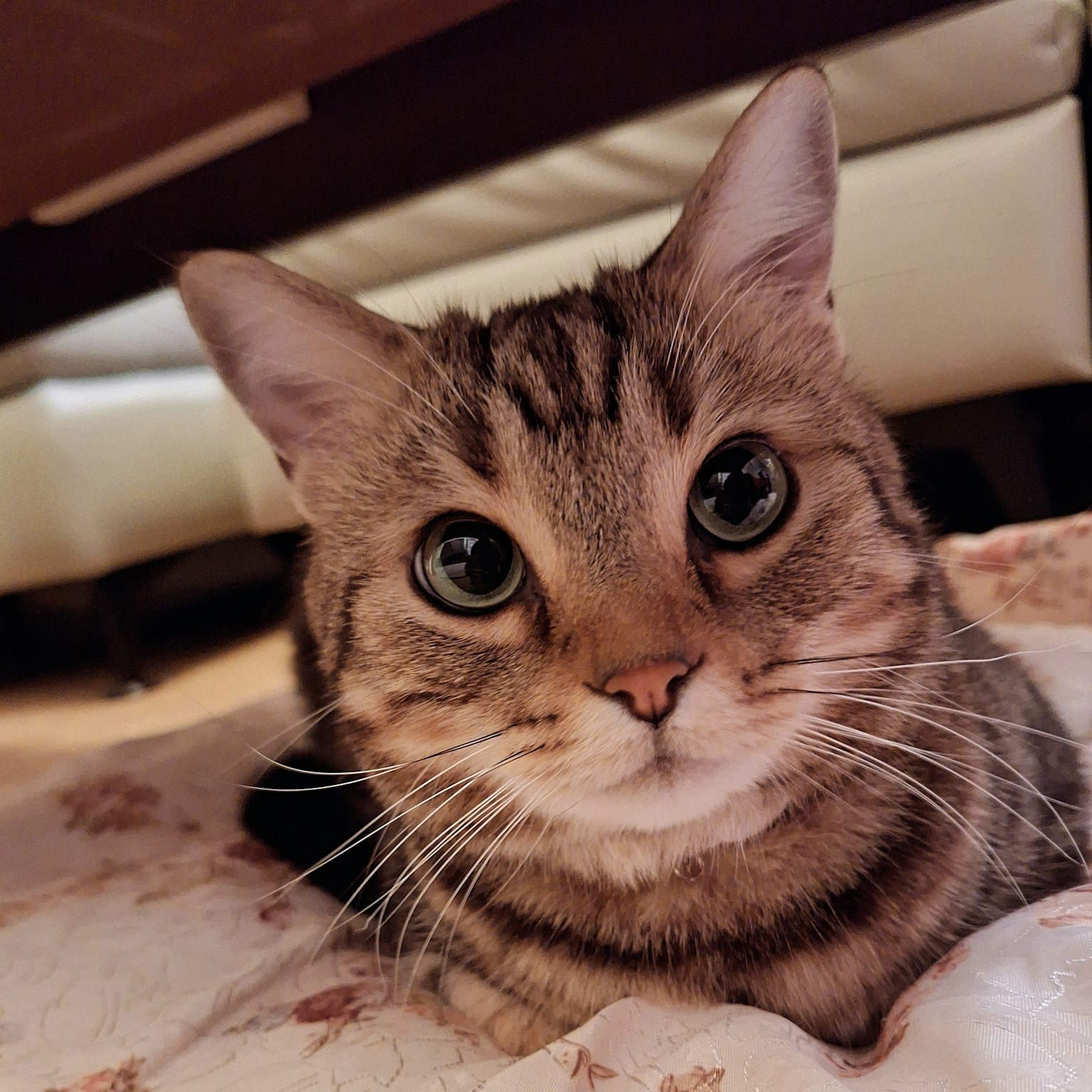 Seekor kucing belang coklat berbaring di tempat tidur melihat langsung ke kamera