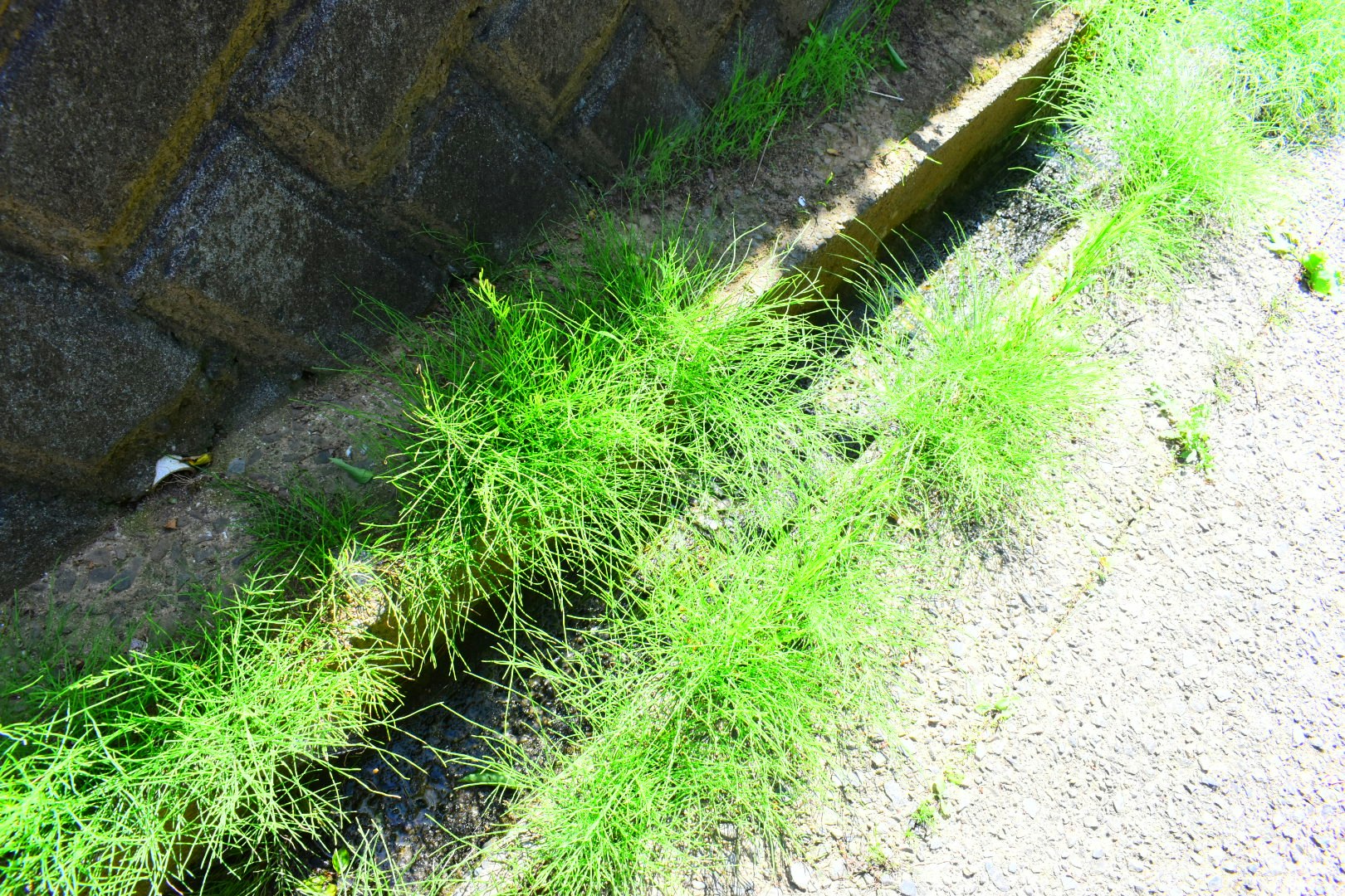側溝の縁に生える大量の雑草