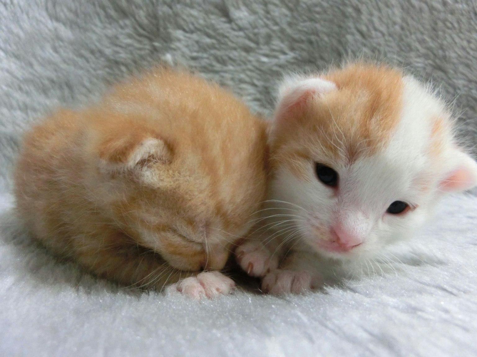 Dos gatitos acurrucados en una suave manta