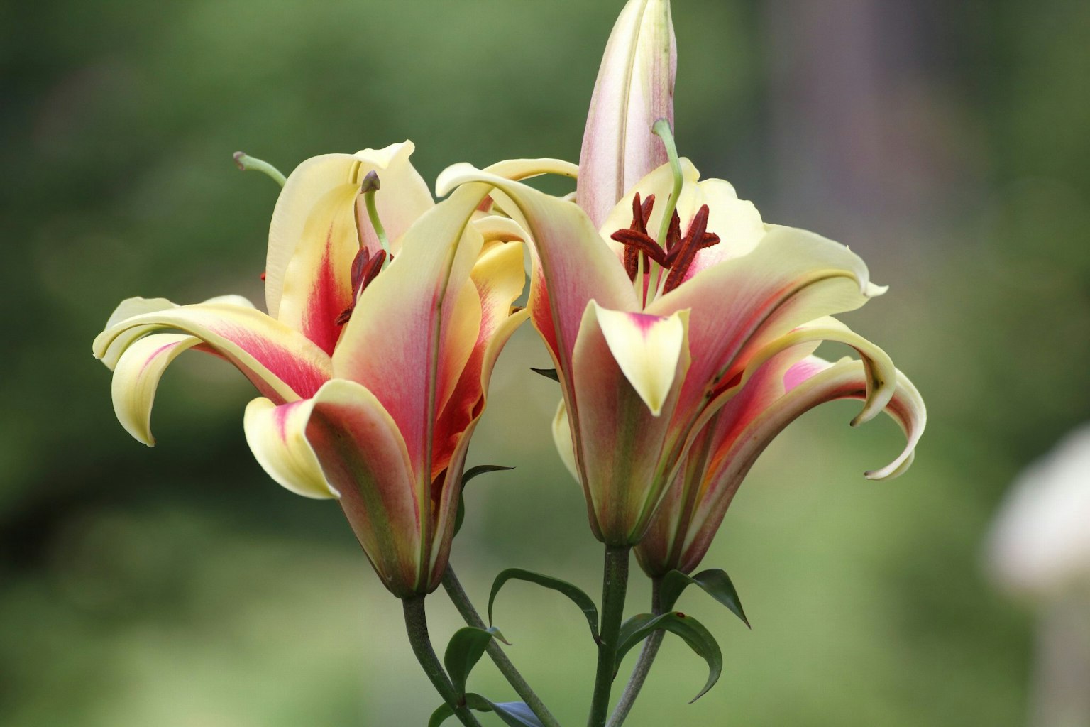 Dos lirios con pétalos amarillos pálidos y rosas en flor