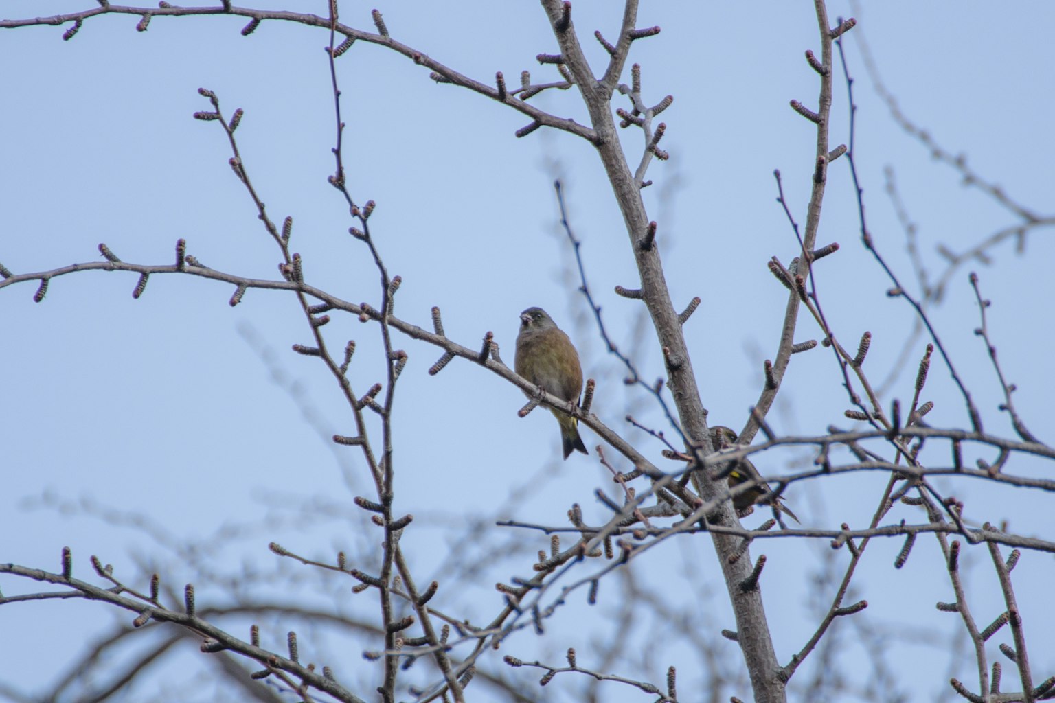 Un petit oiseau perché sur une branche d'arbre nue