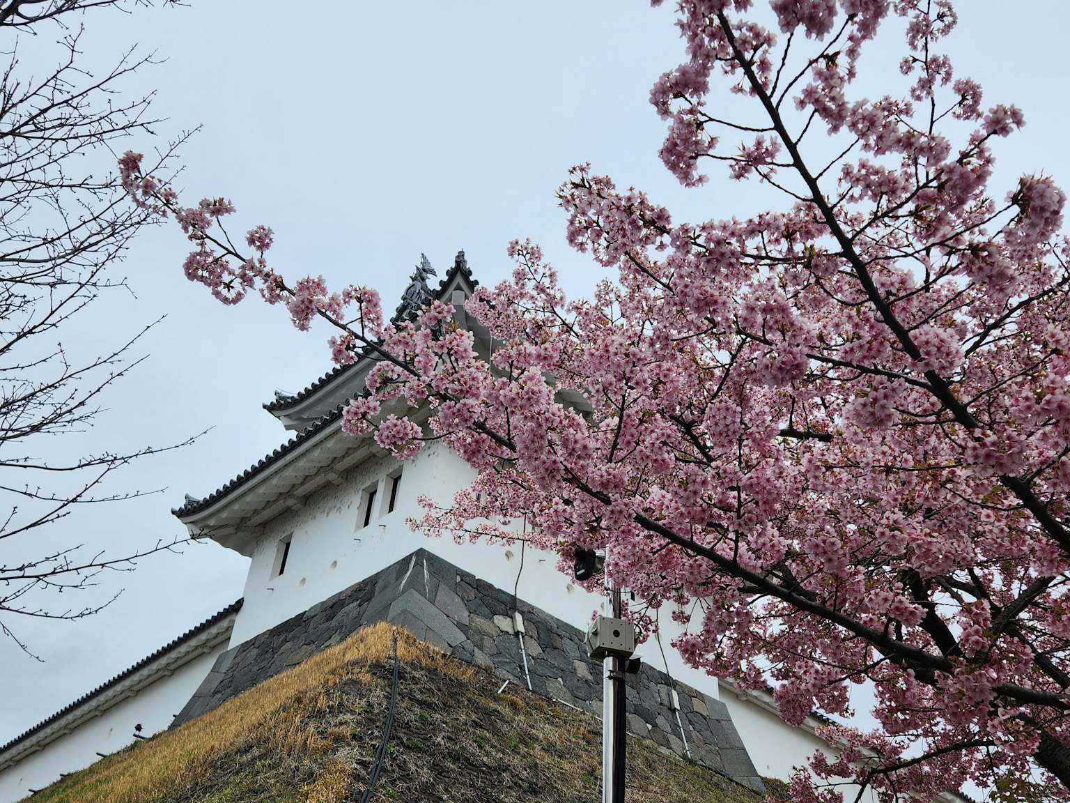 Paesaggio con un castello bianco parzialmente coperto di ciliegi in fiore