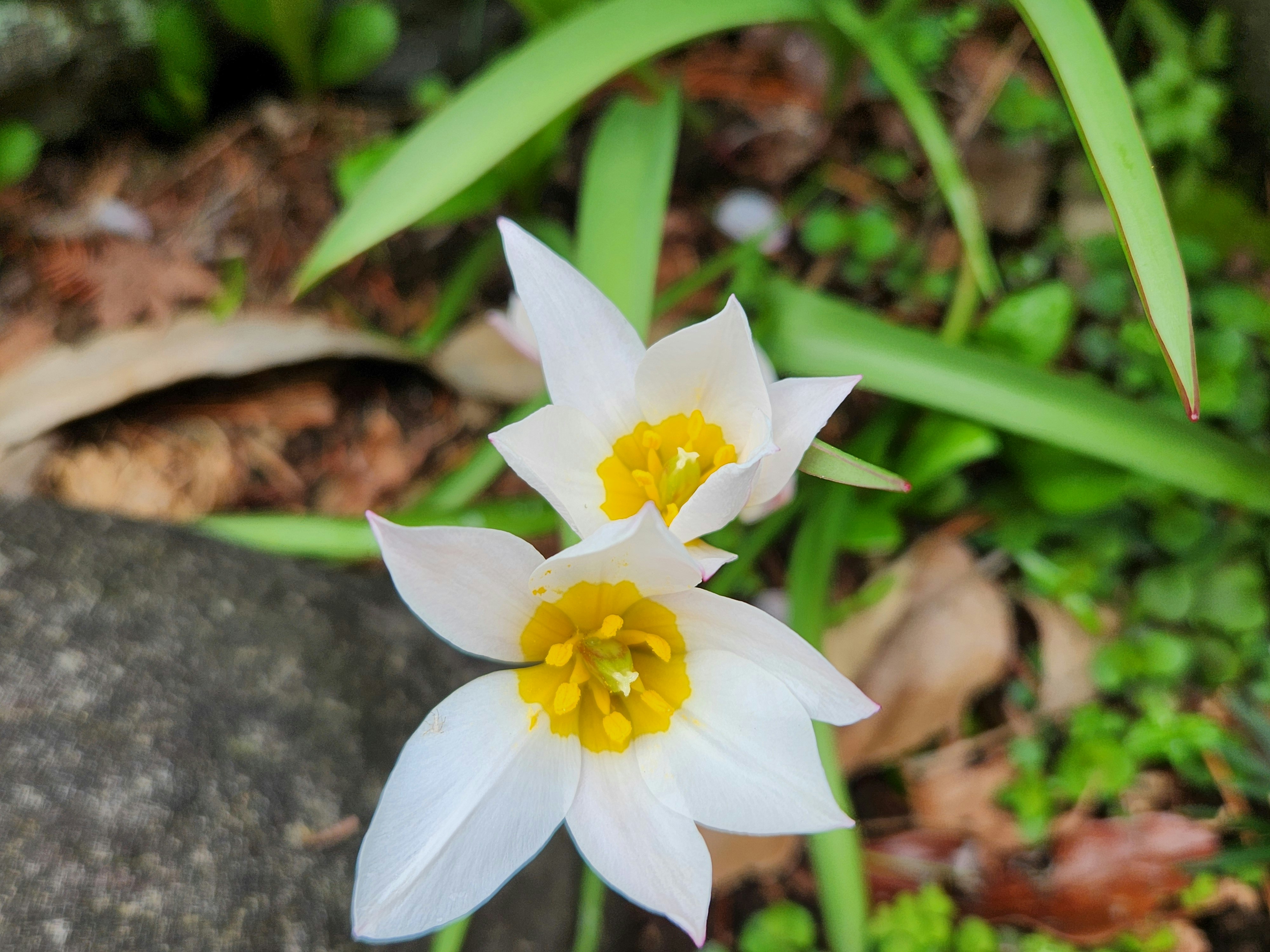 里山の石のそばで咲く白いチューリップヒルデの花