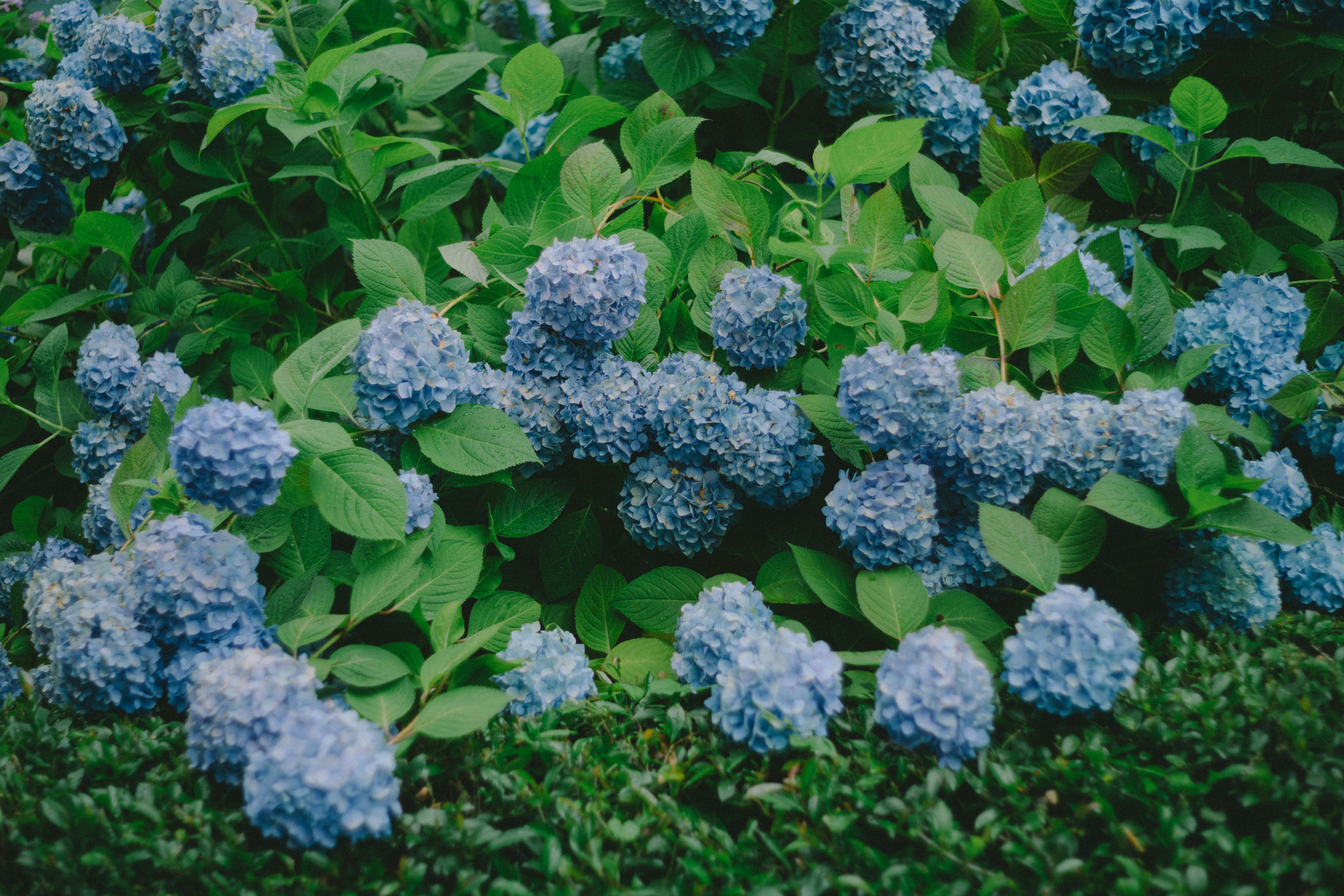 青いアジサイの花が群生する庭の風景