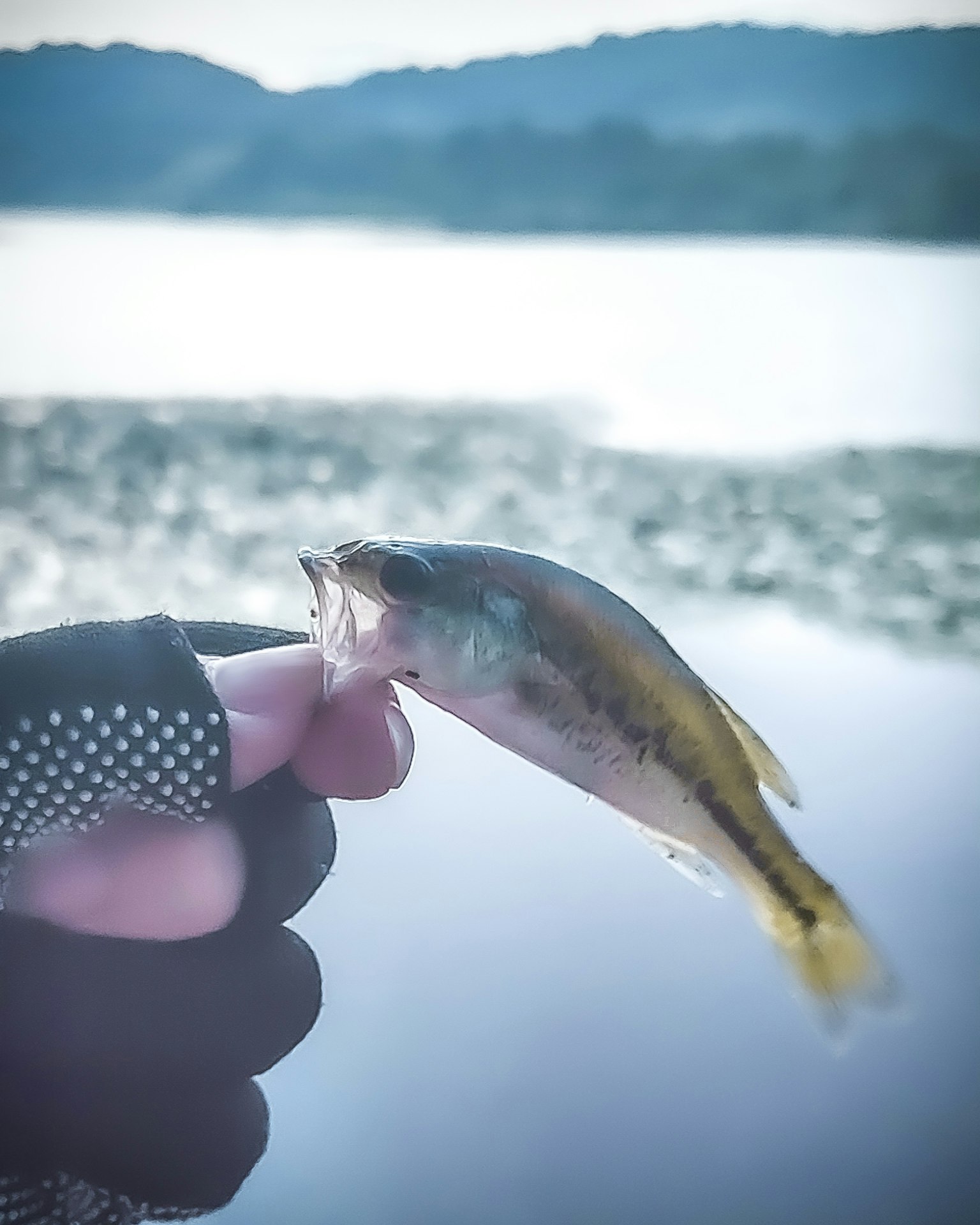 Seseorang memegang ikan kecil yang ditangkap dari sungai